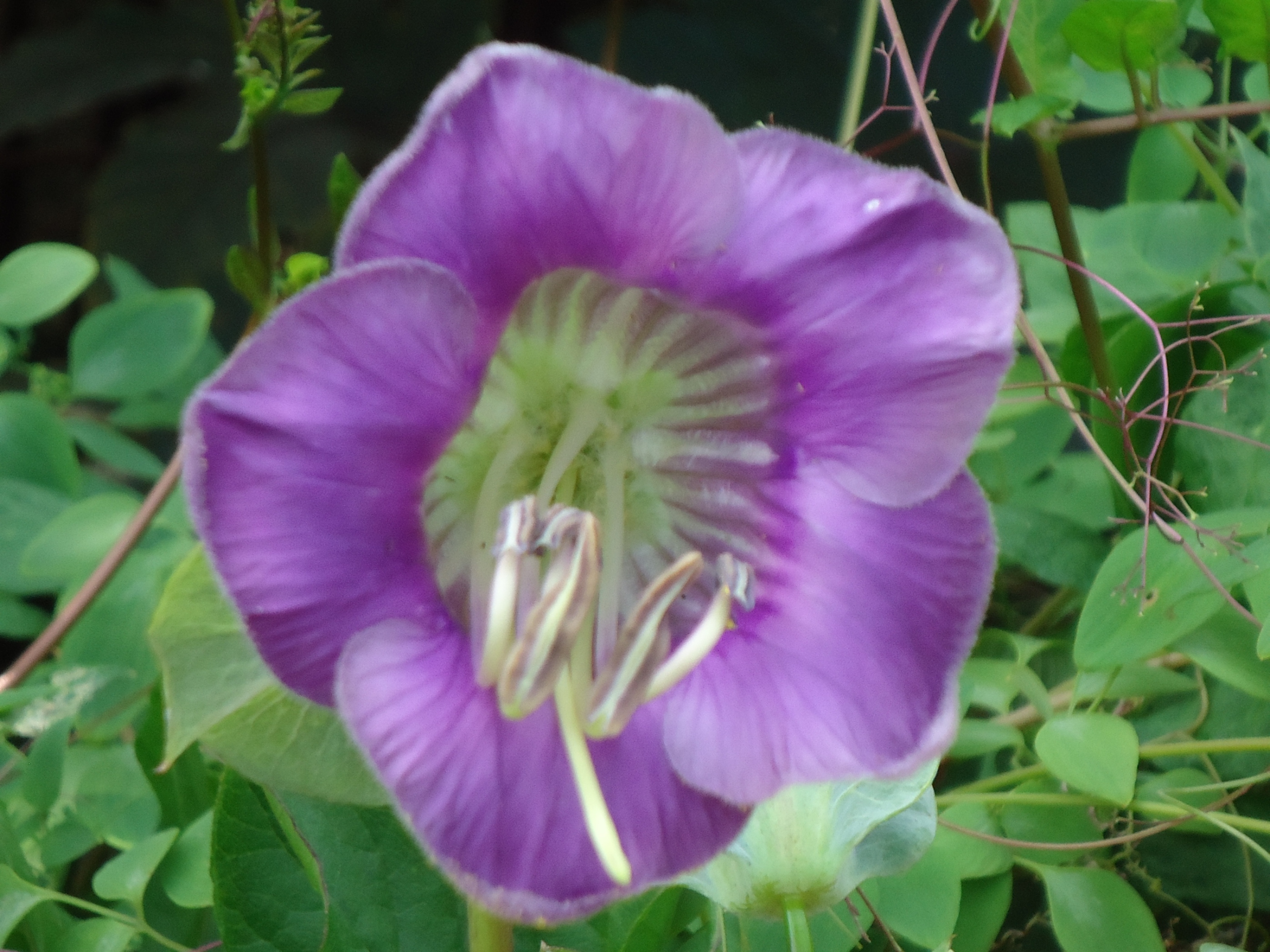 Cobaea scandens 