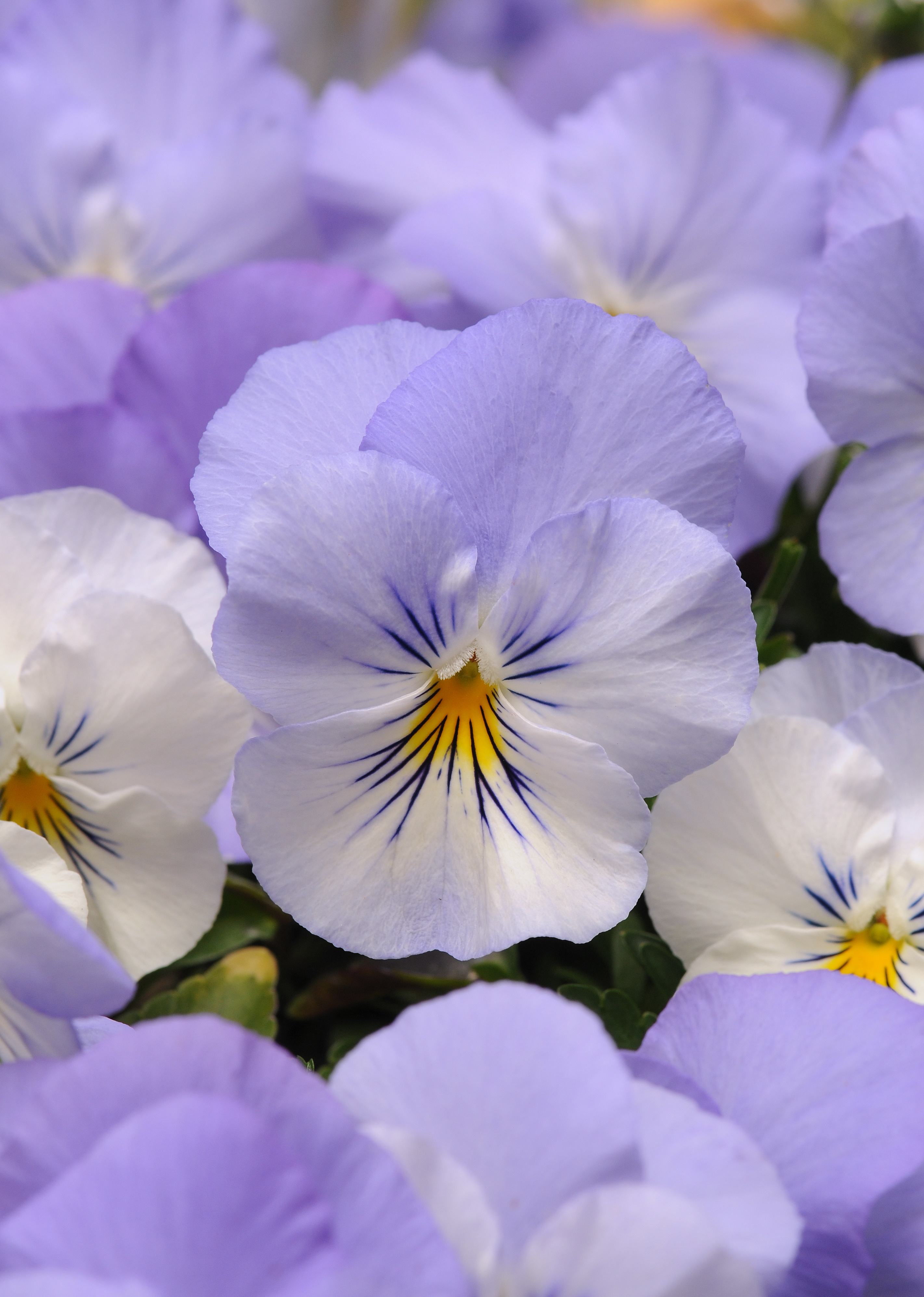 Viola wittrockiana  F1 Cool Wave Frost