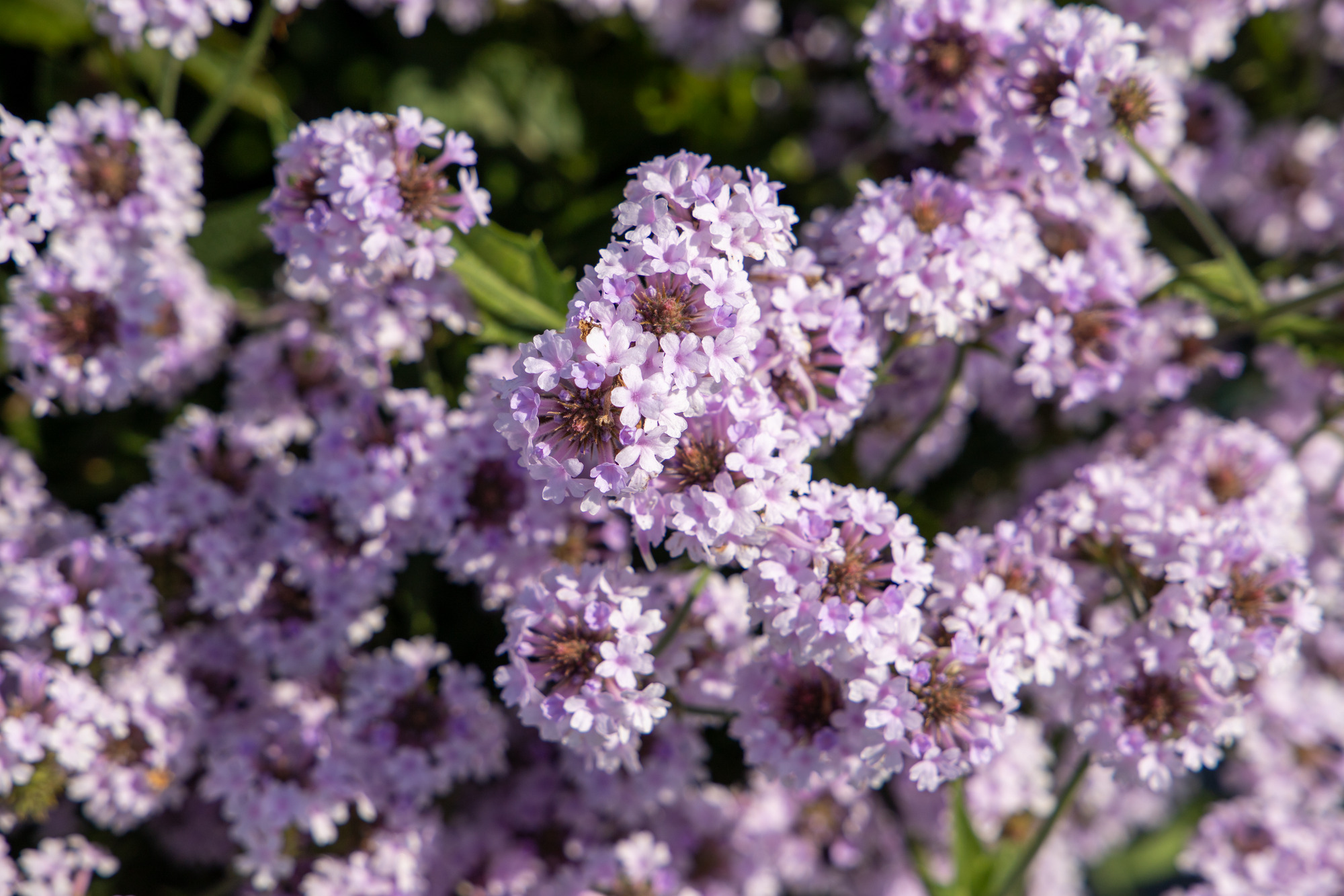 Verbena rigida Polaris Pearl