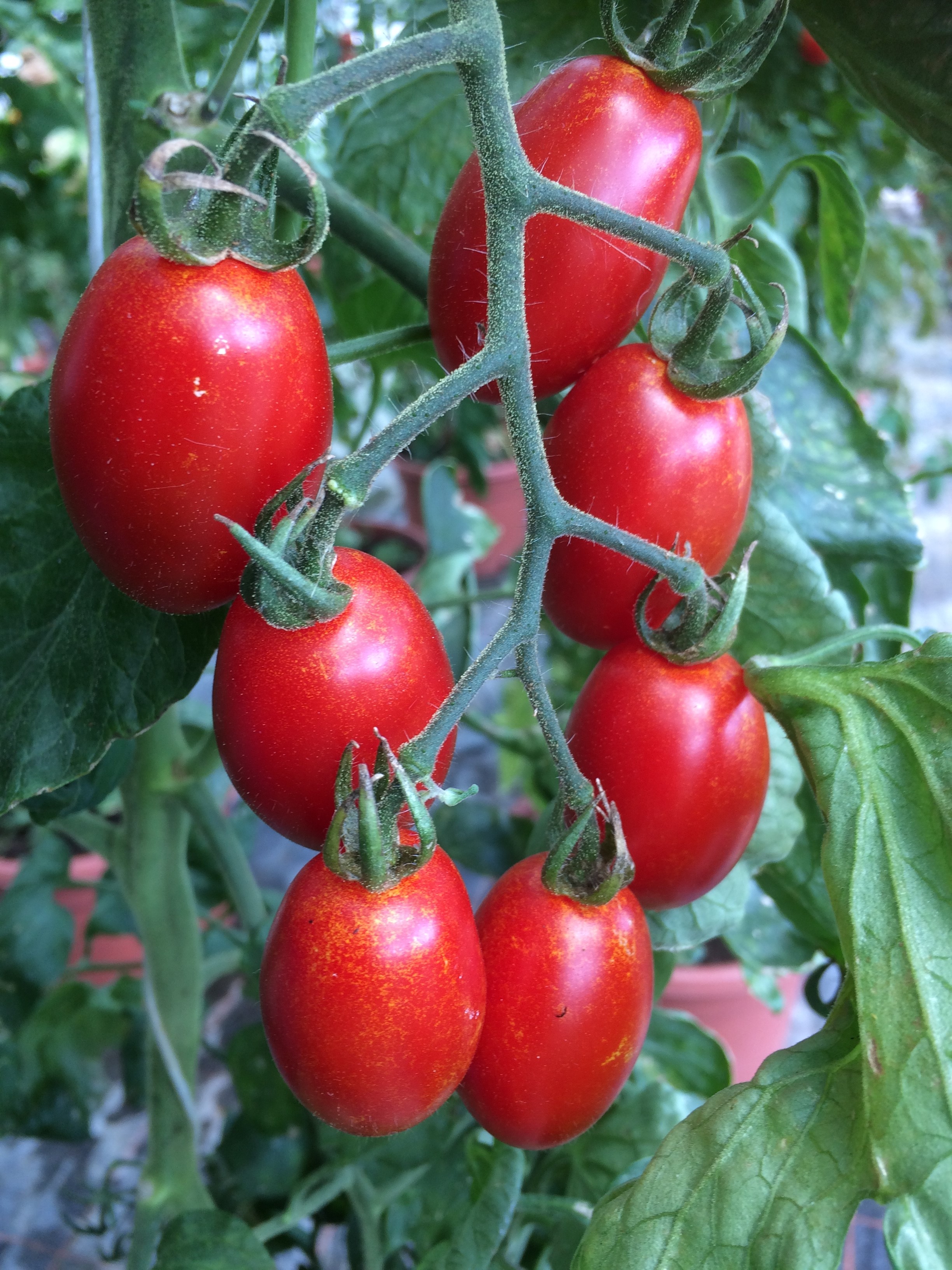 Tomaten F1 Trilly