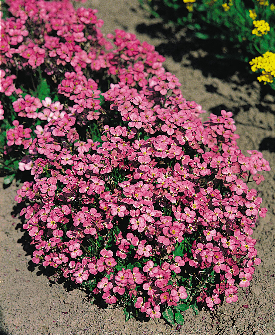 Arabis caucasica Compinkie