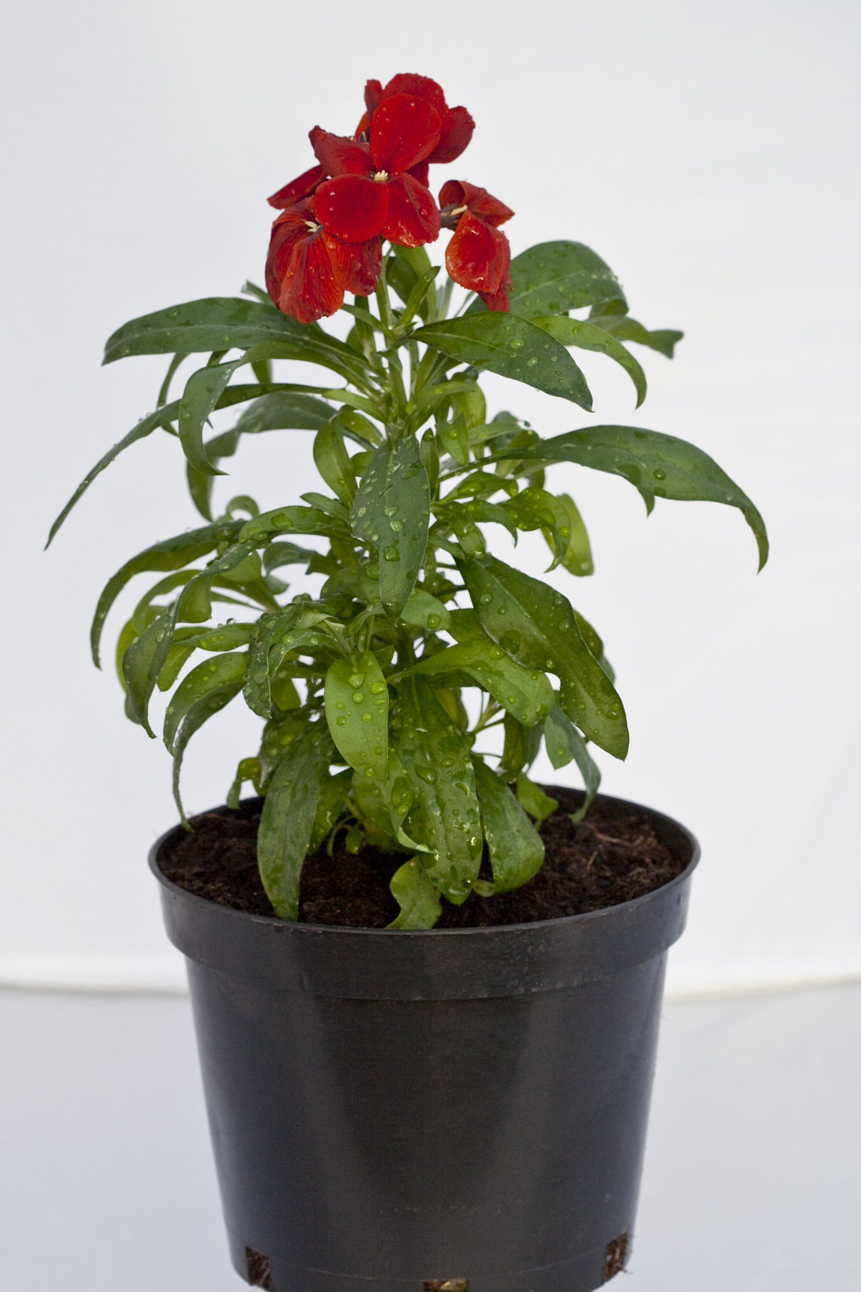 Erysimum cheiri F1 Sugar Rush Rot