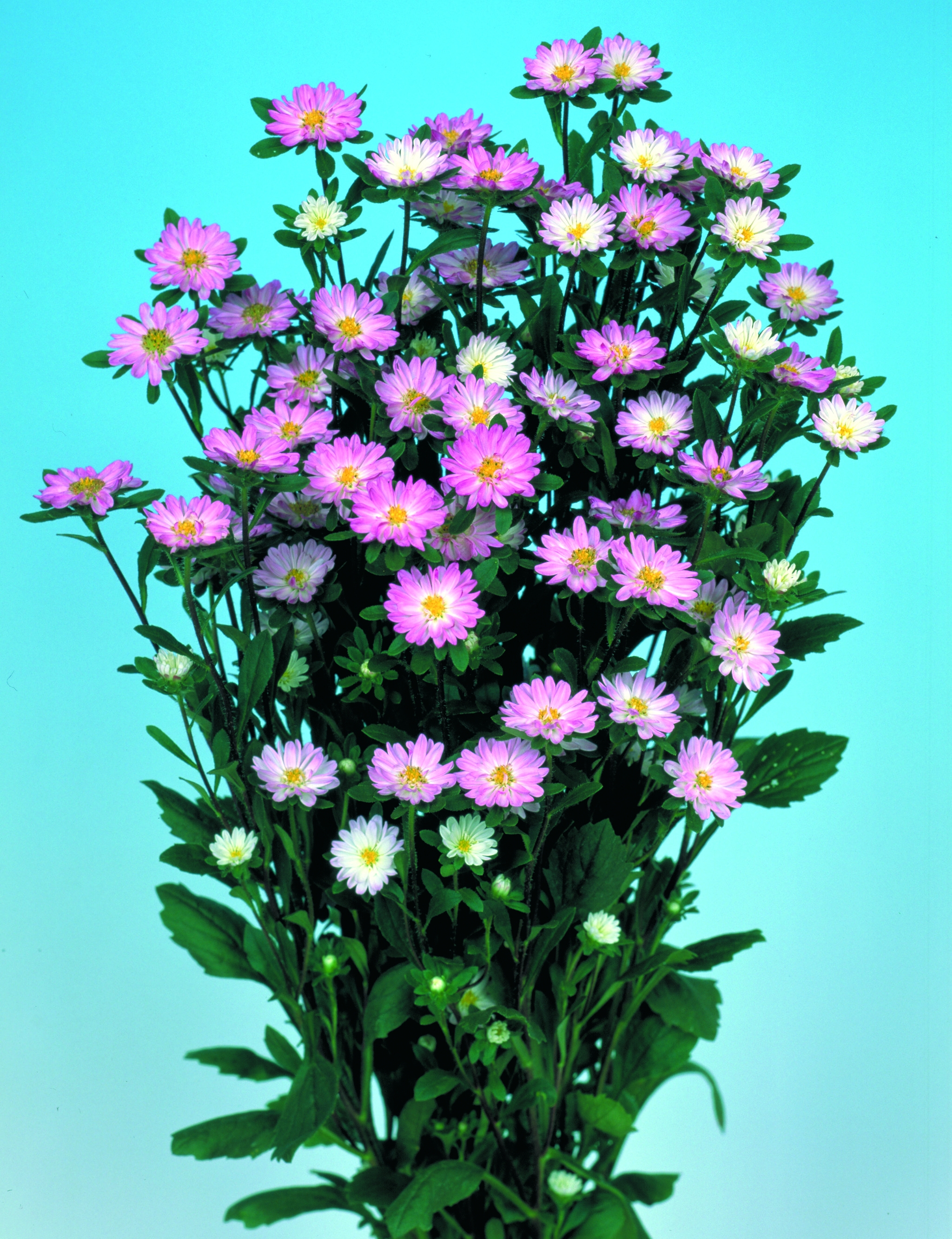 Callistephus chinensis Serenade Rosa-Weiß