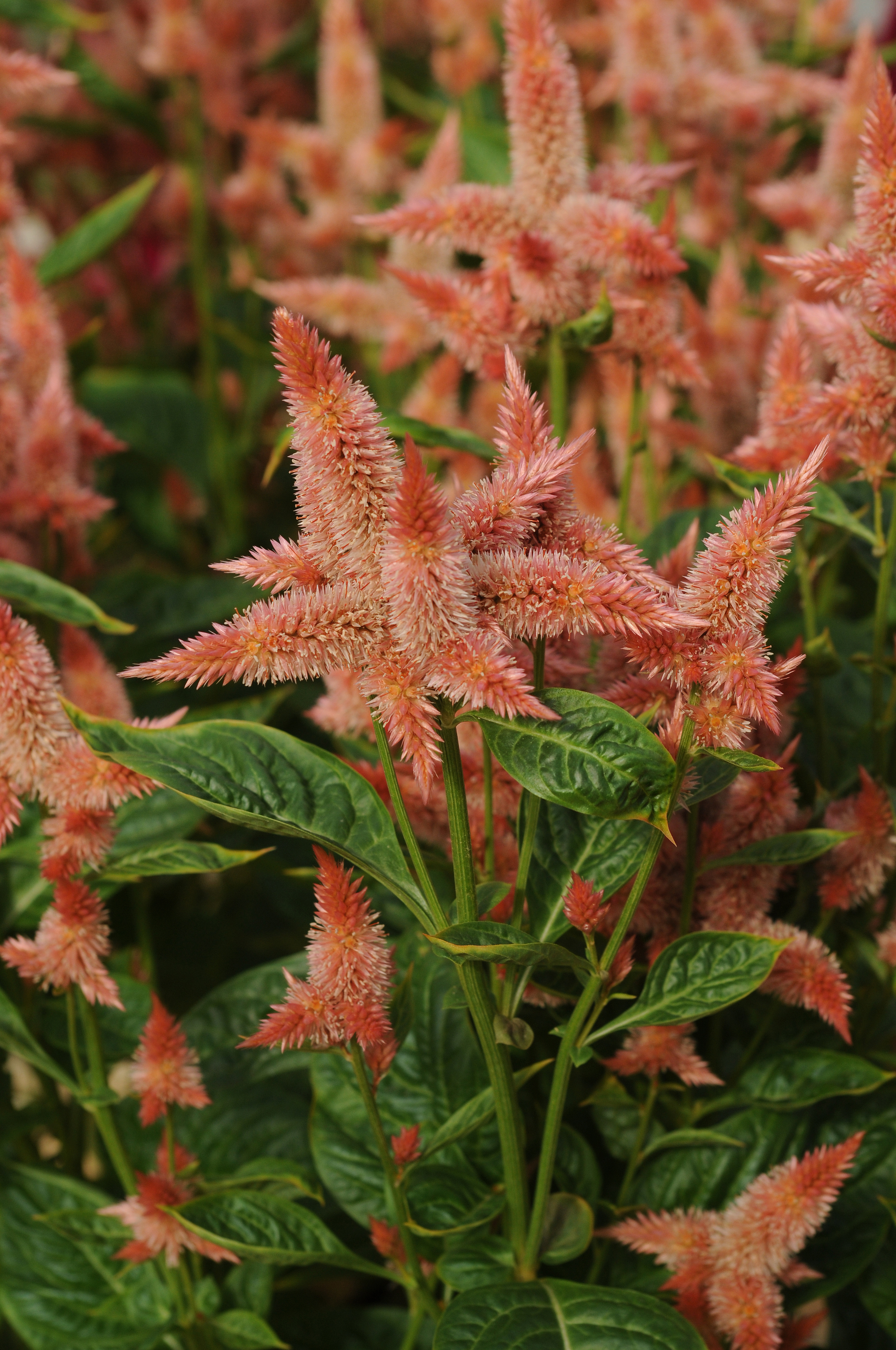 Celosia spicata Celway Lachs