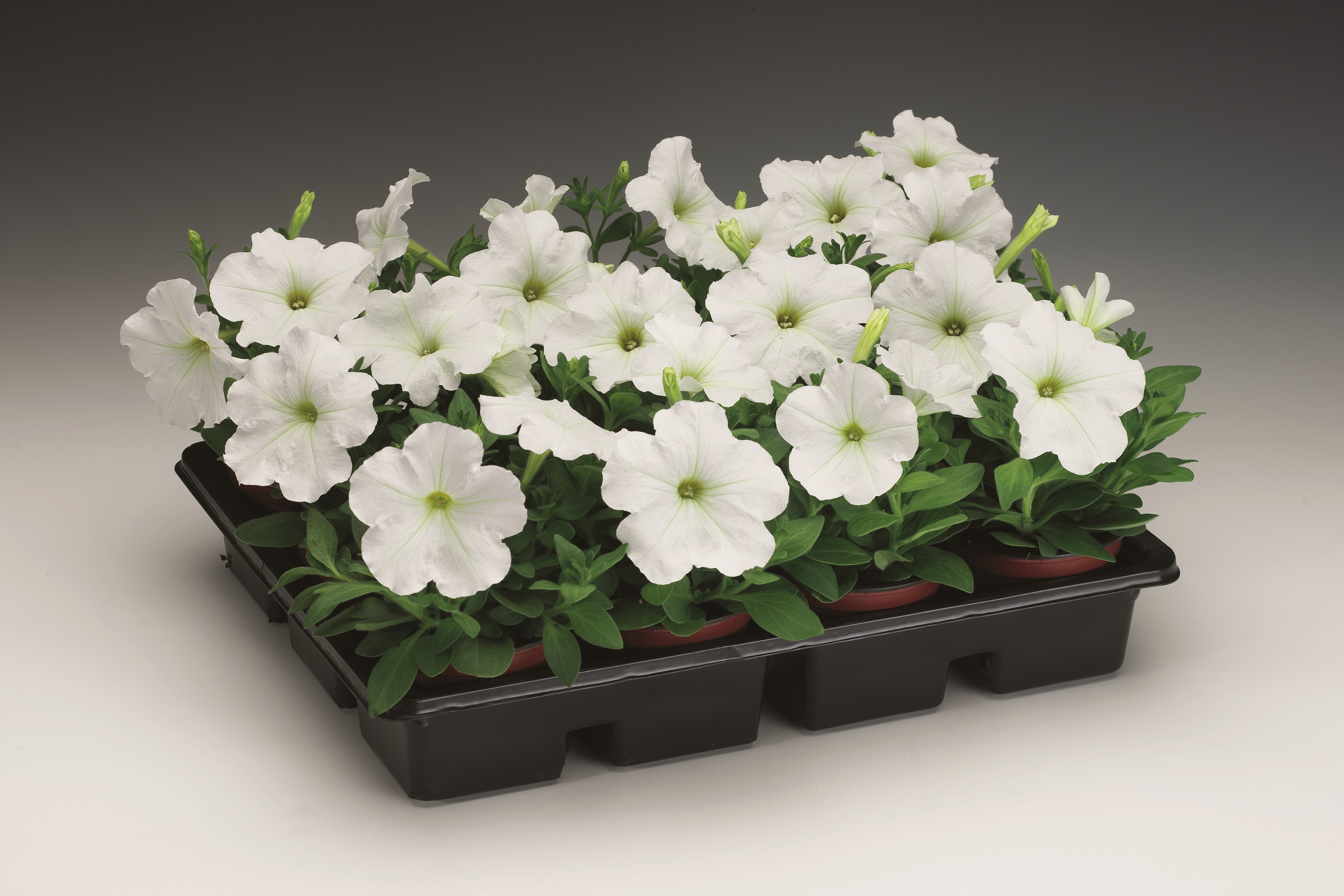 Petunia multiflora F1 Hurrah Weiß, pilliert