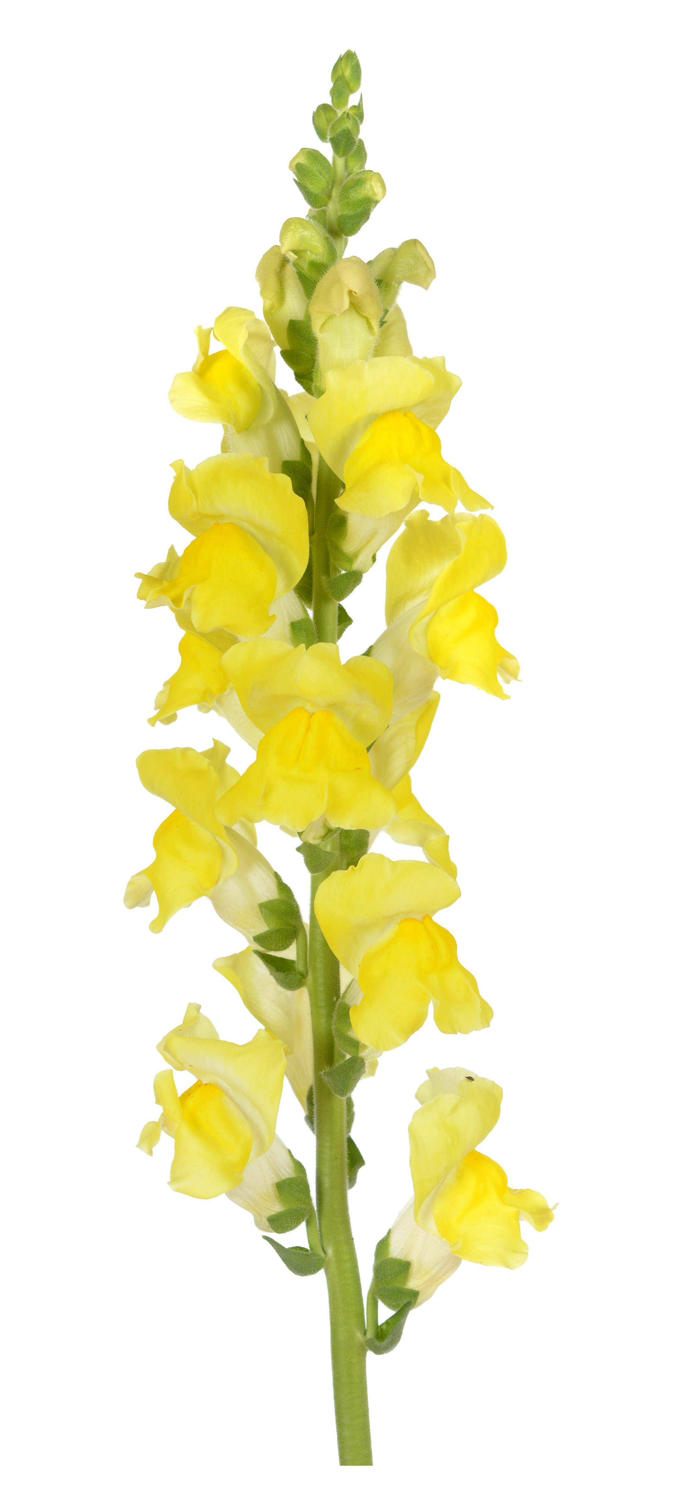 Antirrhinum majus Riesen-Bukett Goldgelb