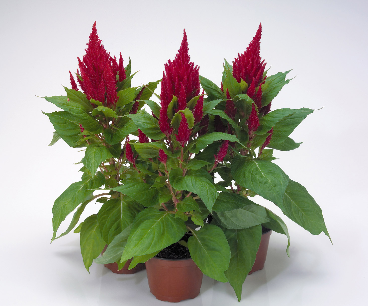 Celosia plumosa Fresh Look Rot