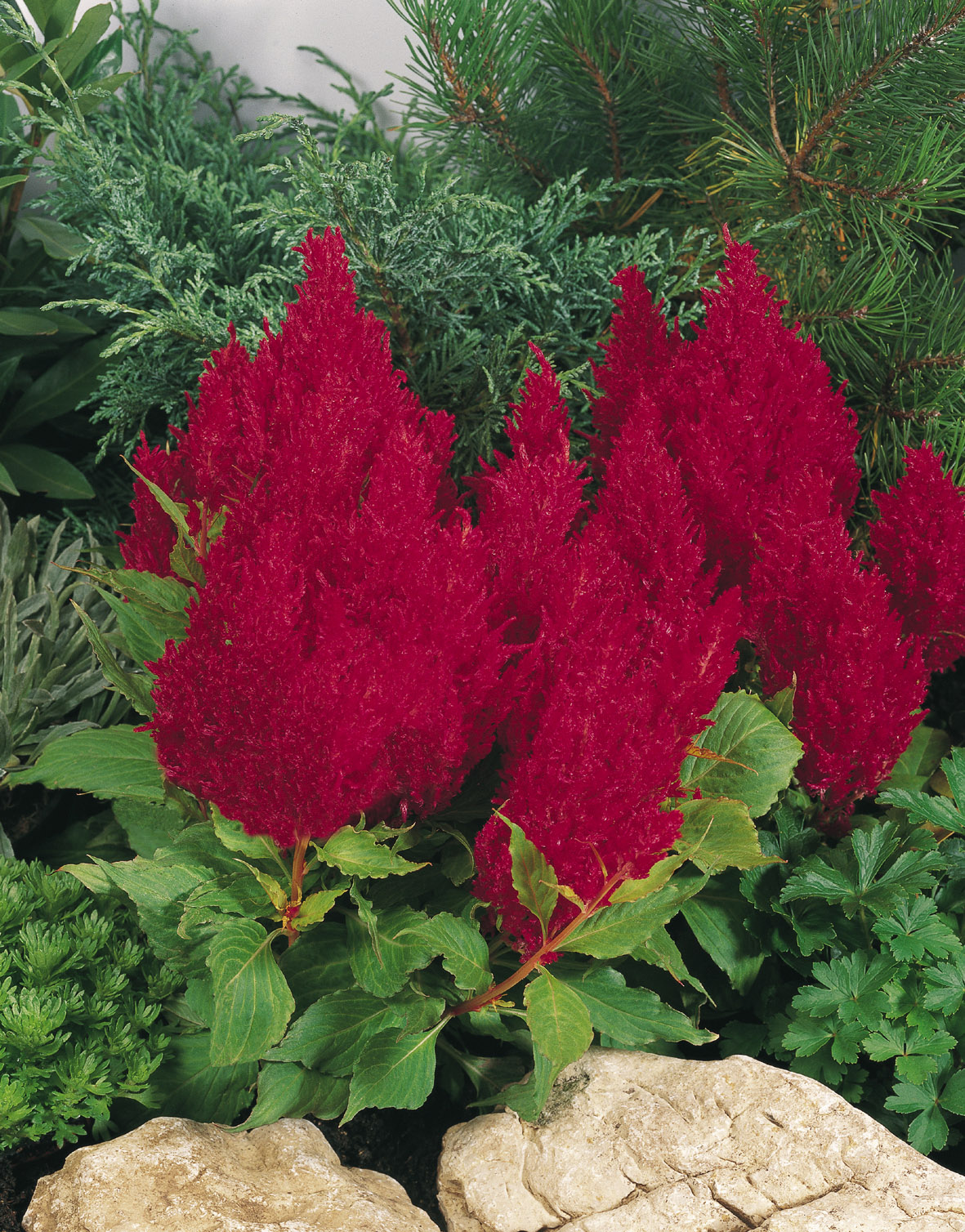 Celosia plumosa Fresh Look Rot