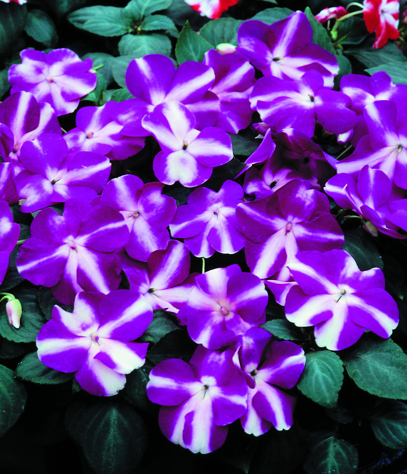 Impatiens walleriana F1 Balance Violet Star