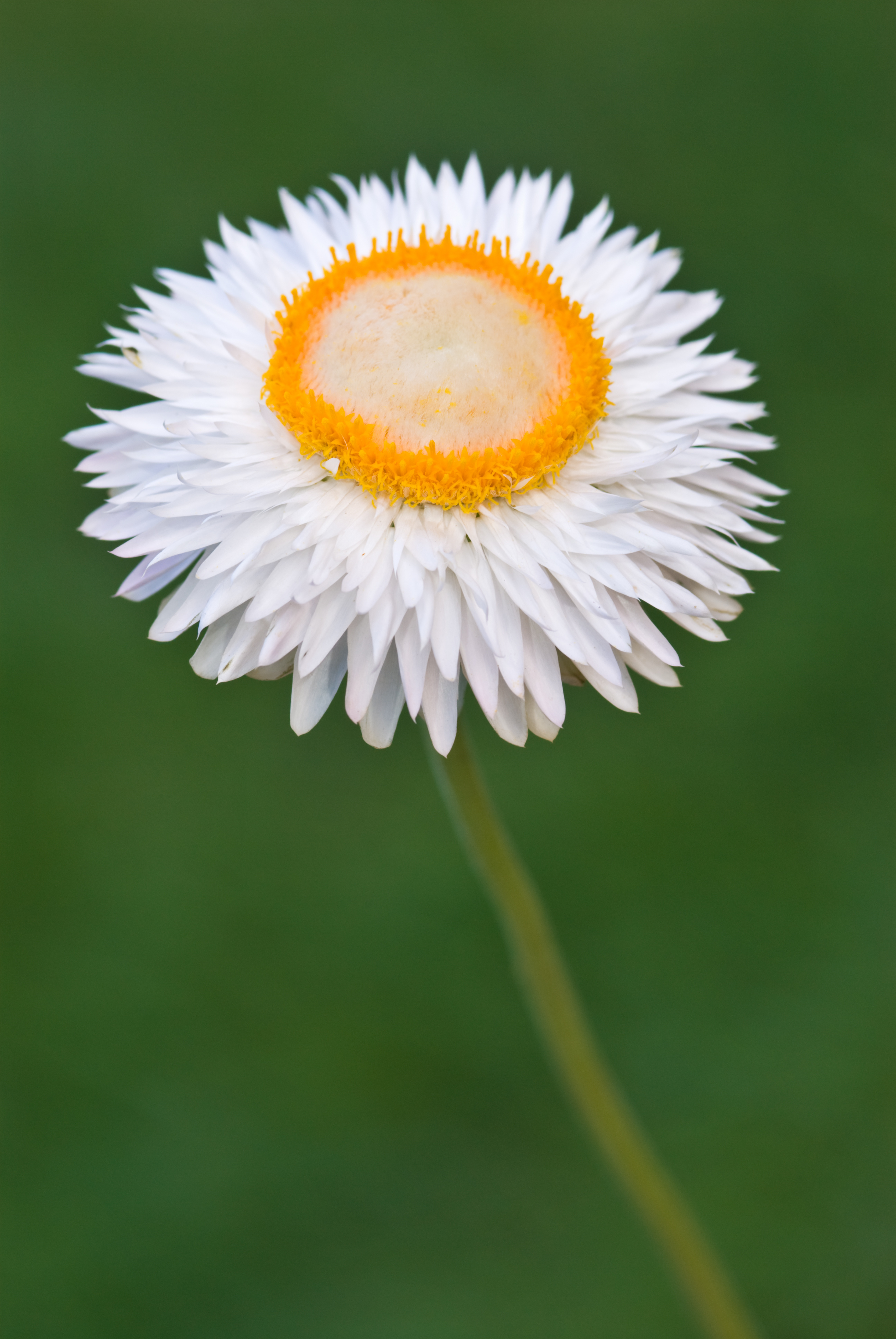 Helichrysum bracteatum Weiß