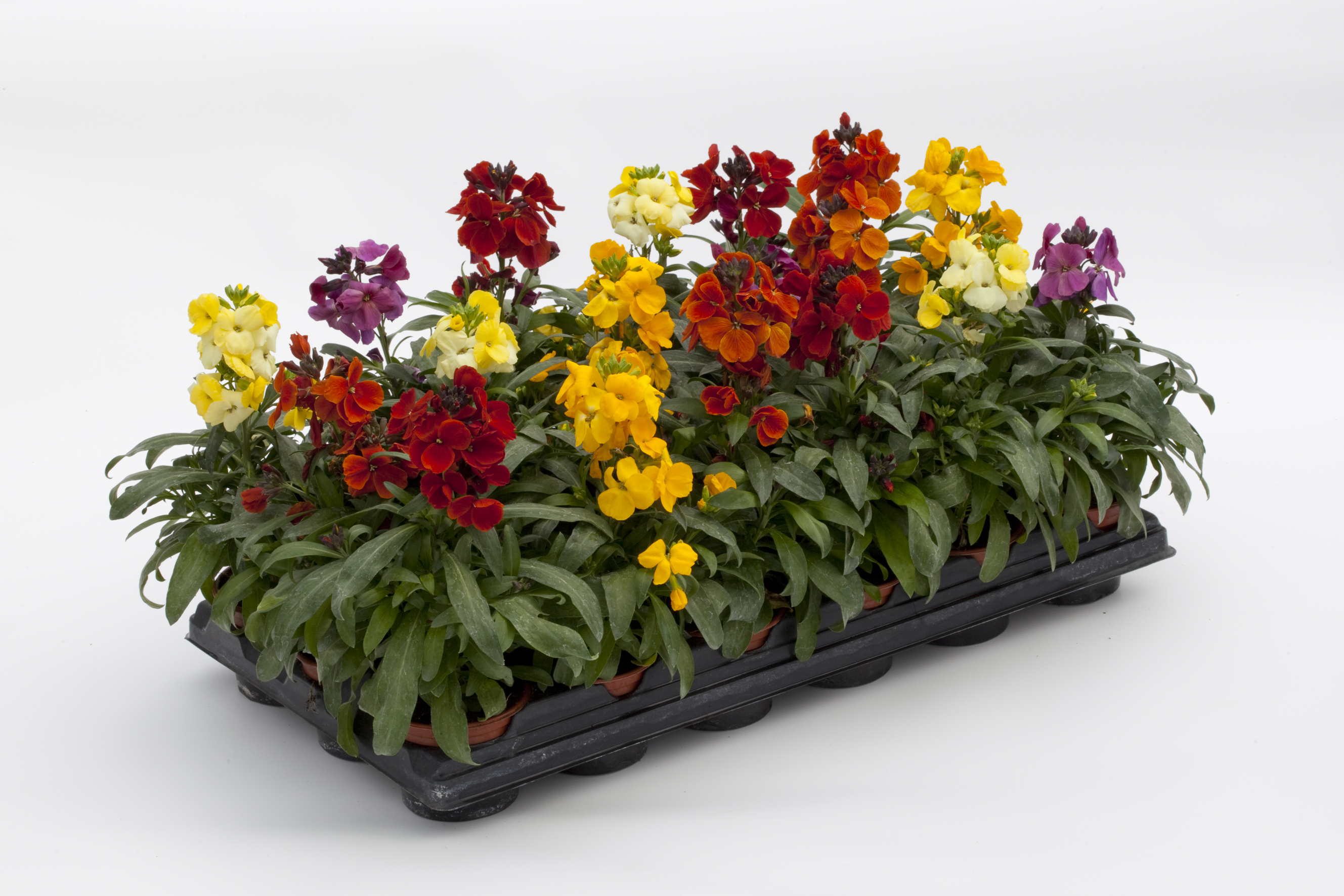 Erysimum cheiri F1 Sugar Rush Mischung