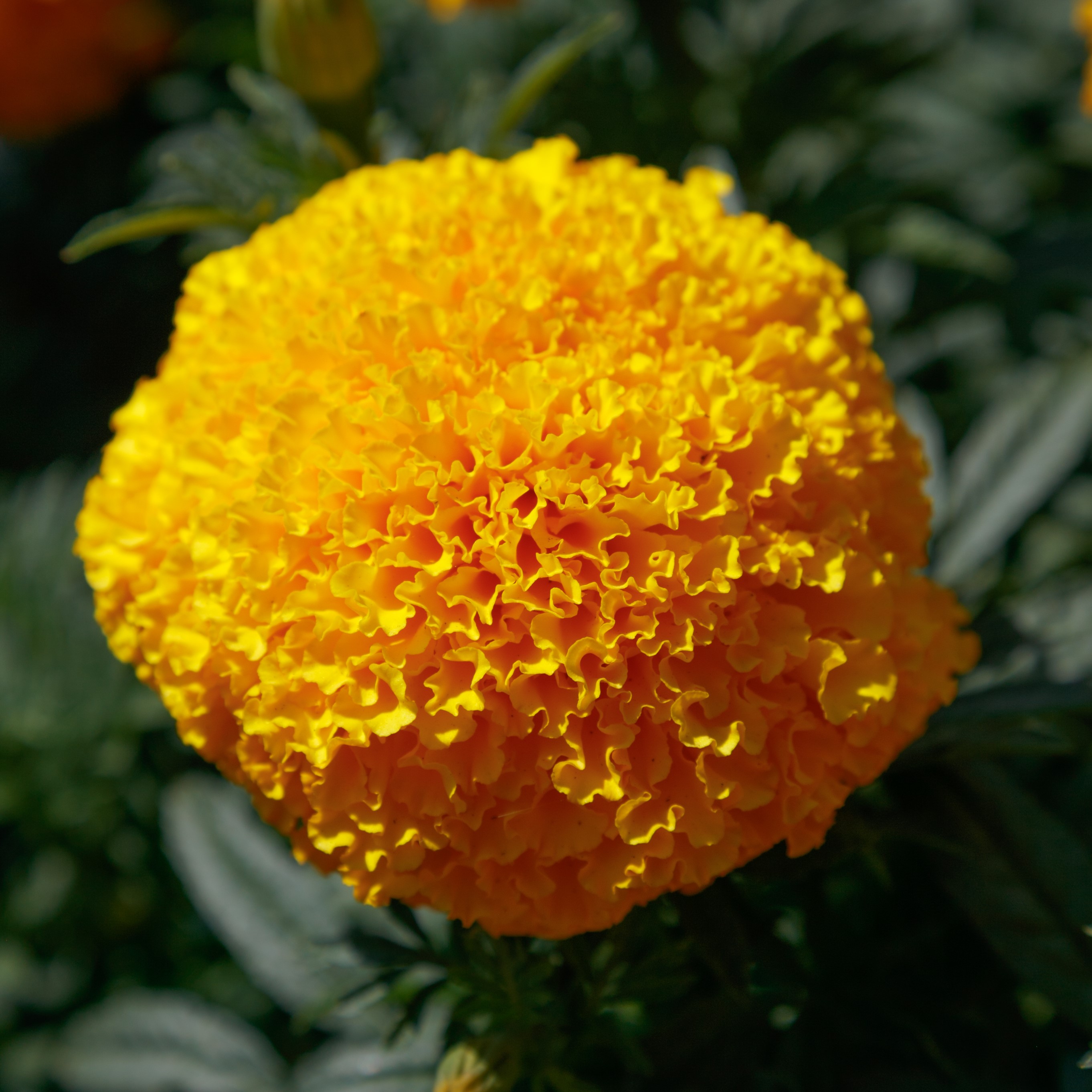 Tagetes erecta F1 Coco Gold