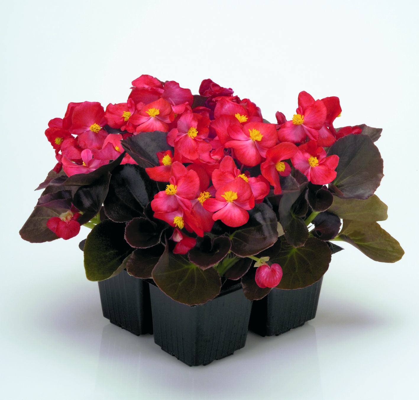 Begonia semperflorens F1 Nightlife Rot, pilliert