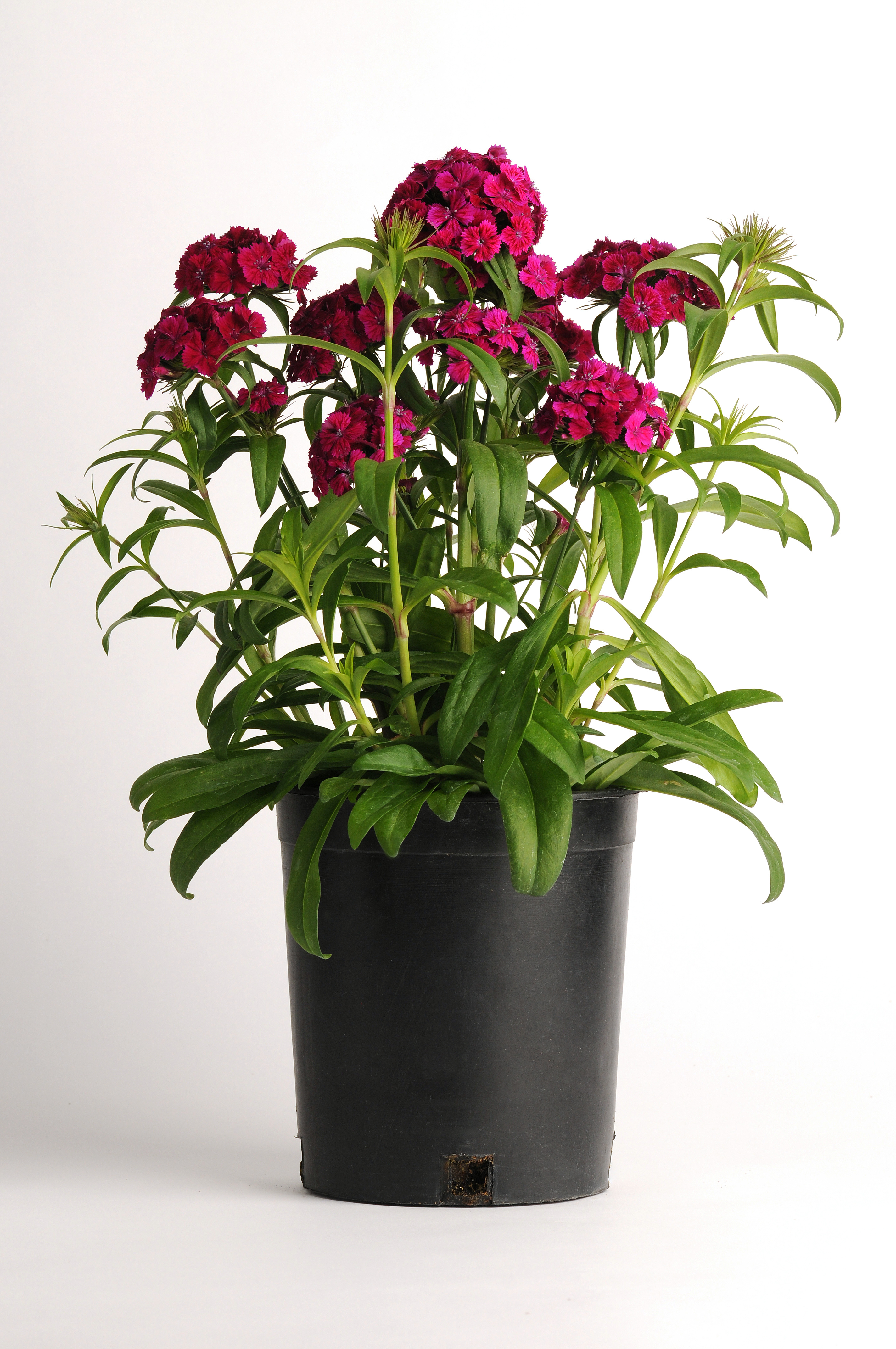 Dianthus barbatus F1 Dash Violett, pilliert