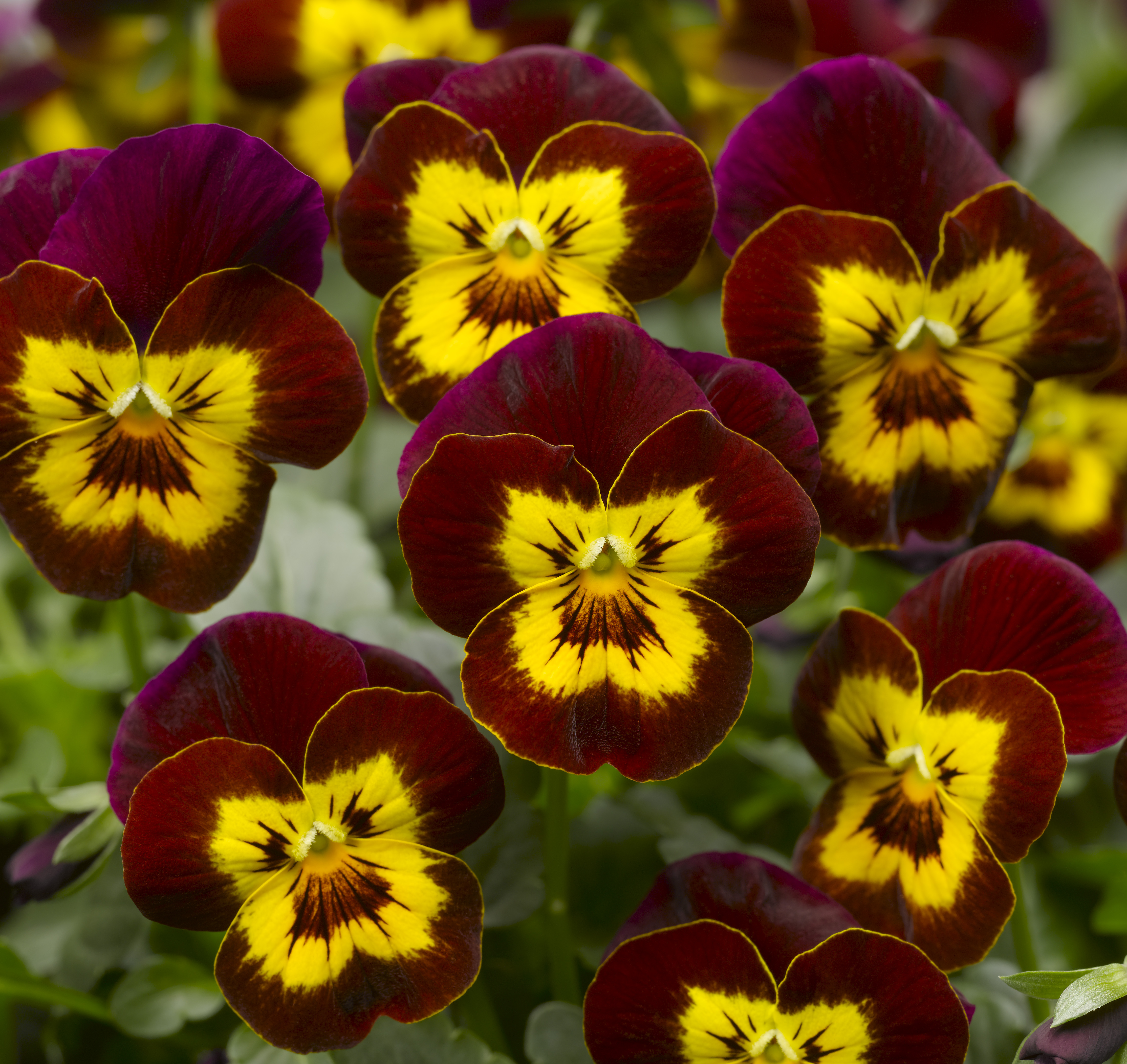 Viola cornuta F1 Penny Red with Yellow Face