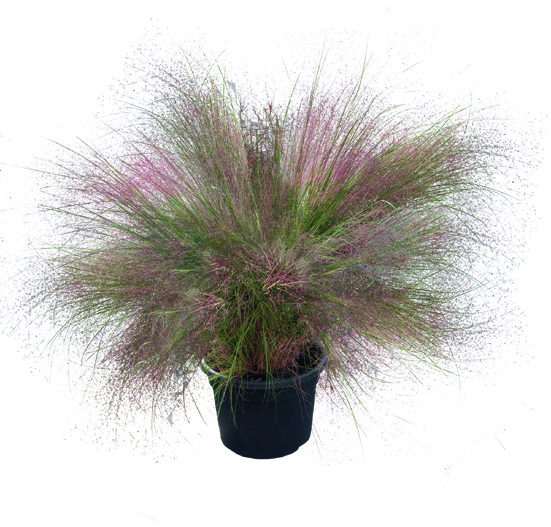 Muhlenbergia reverchonii Rosy