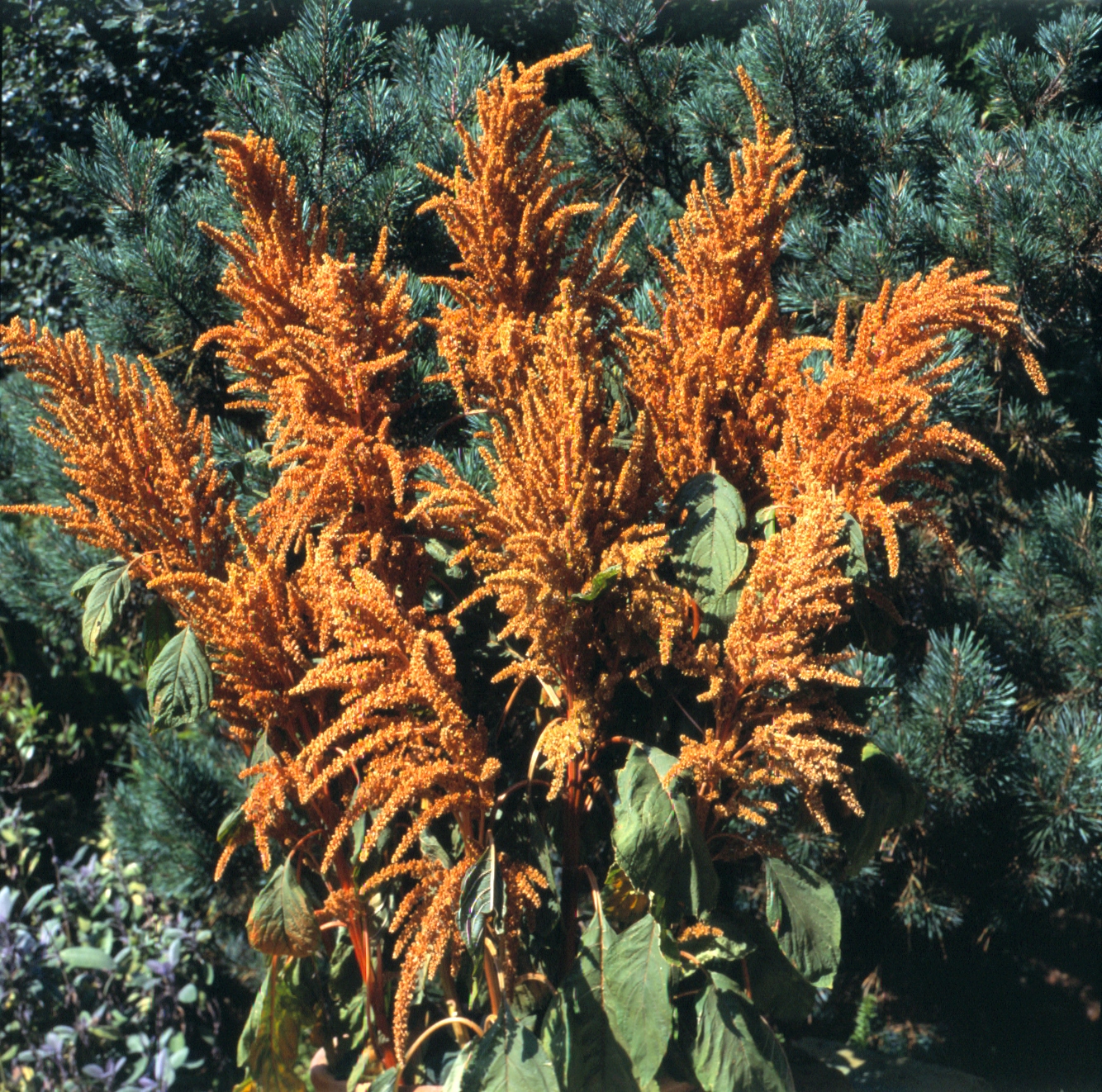Amaranthus paniculatus Hot Biscuit