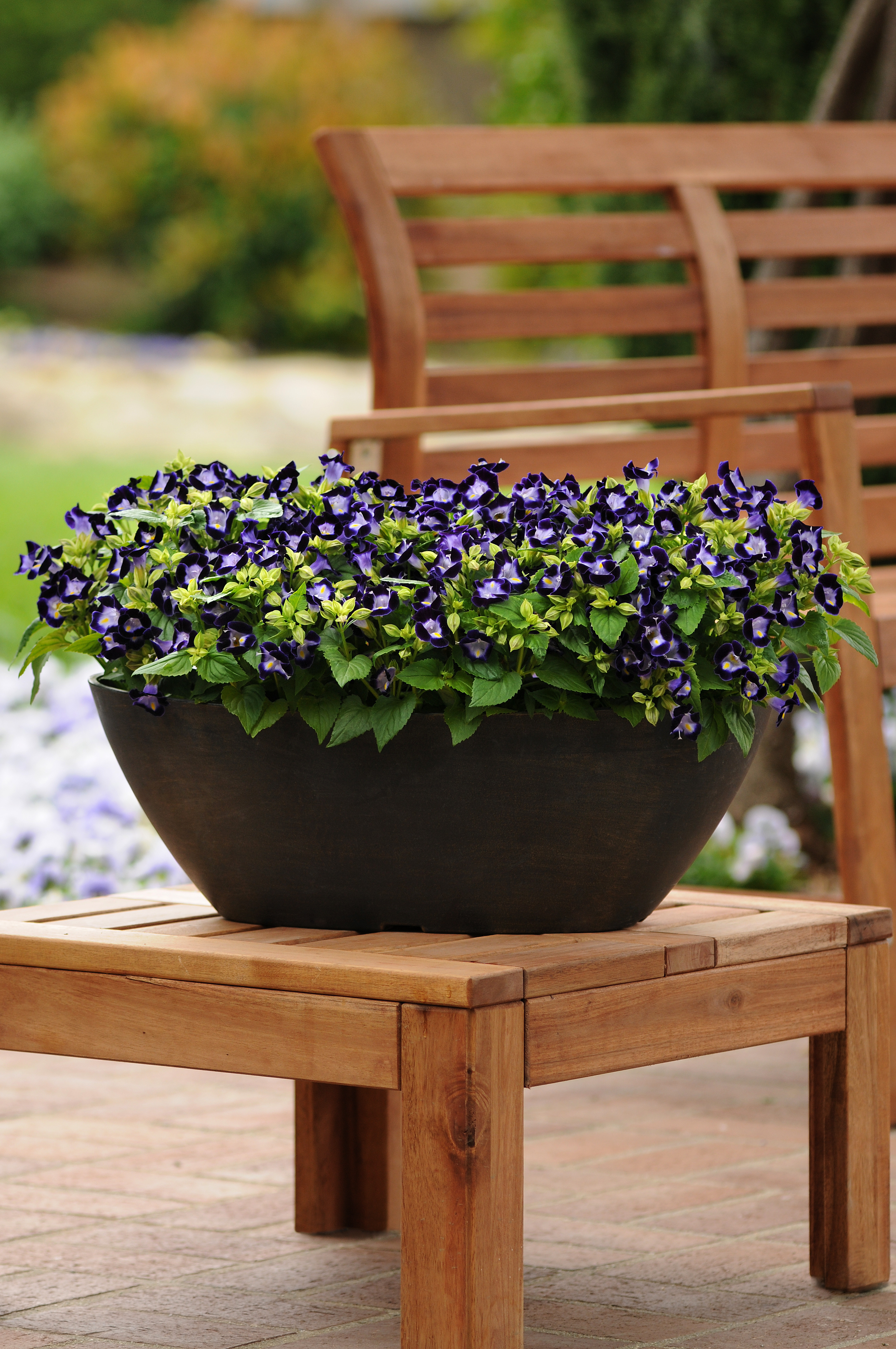 Torenia fournieri Kauai Dunkelblau, pilliert