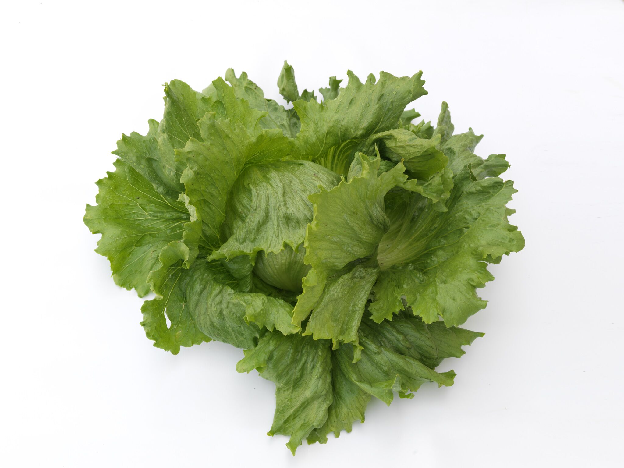 Eissalat Ice Ring, Erdtopfpillen