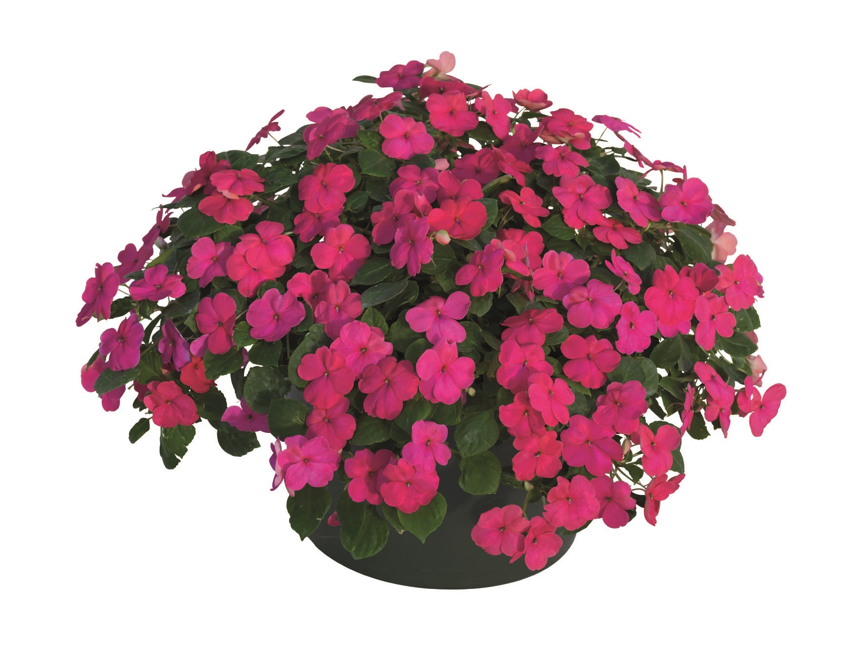 Impatiens walleriana F1 Lollipop Dunkelrosa, Fruit Punch