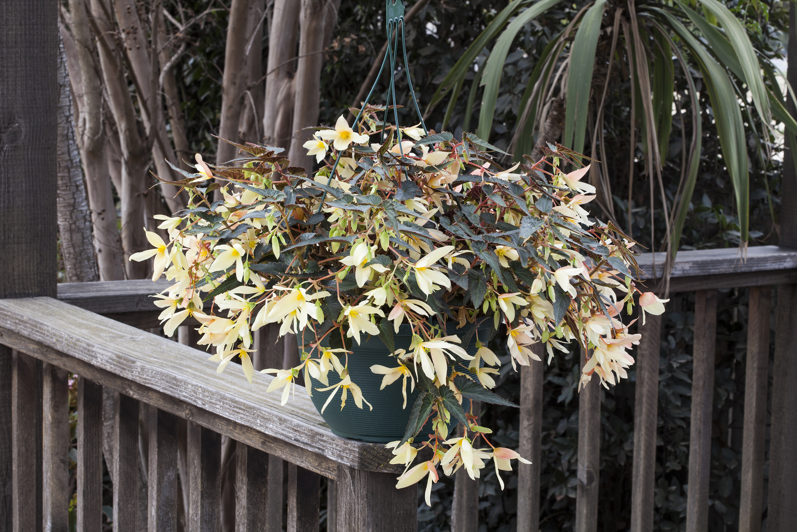 Begonia boliviensis  F1 Bossa Nova Gelb, pilliert