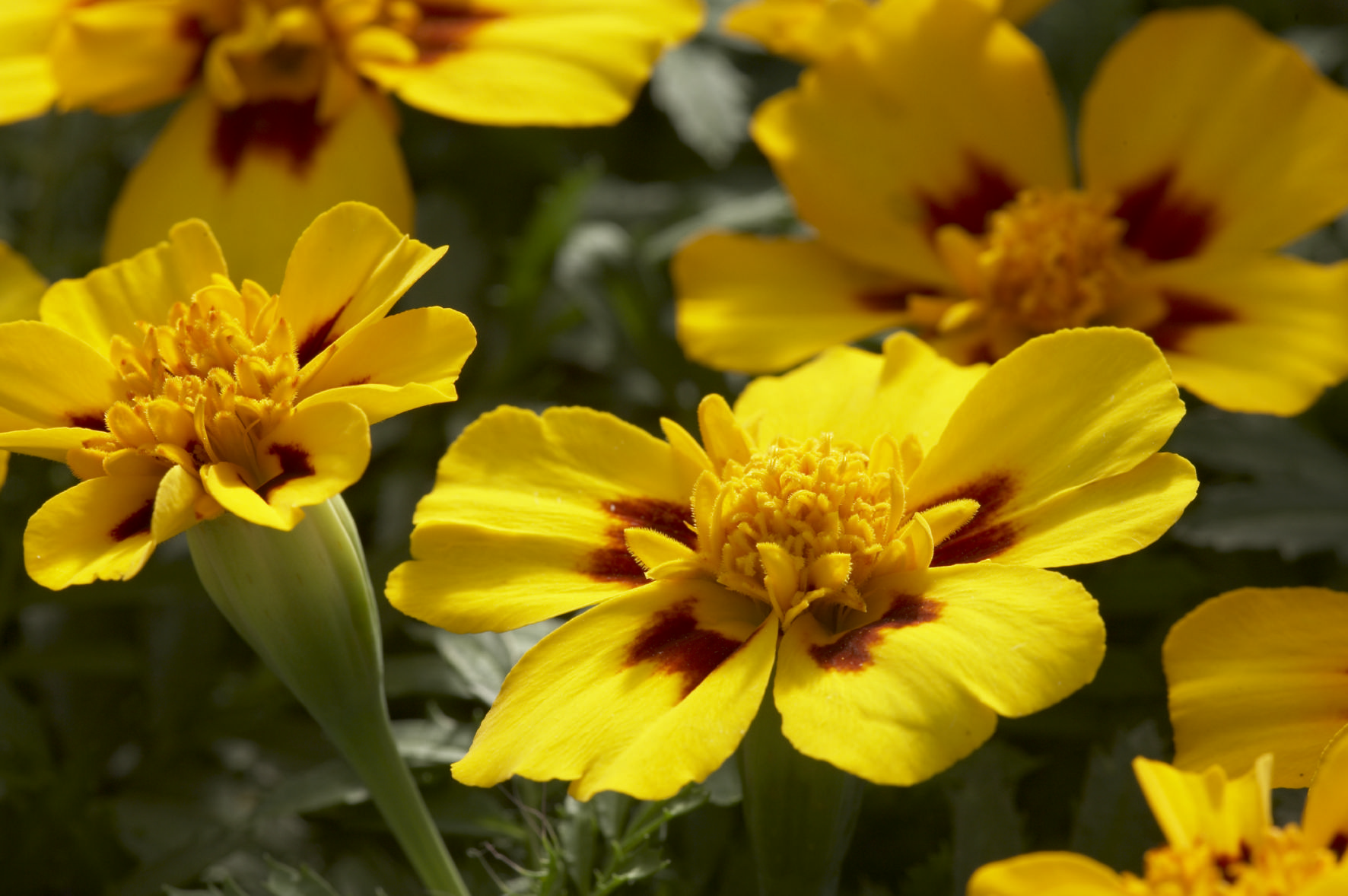 Tagetes patula Disco Marietta