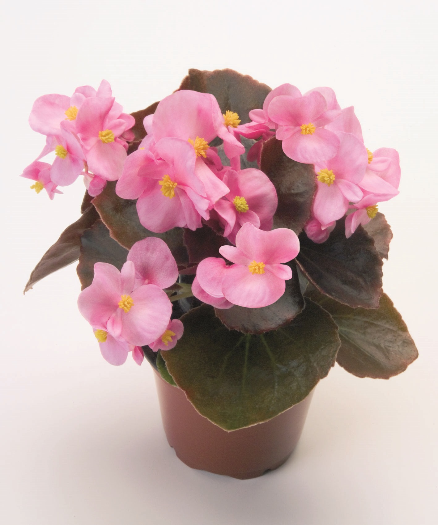 Begonia semperflorens Pillen F1 Nightlife Pink, hellrosa, pilliert