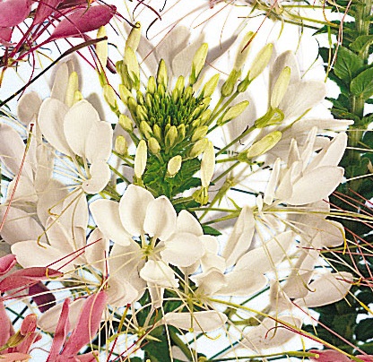 Cleome spinosa  Helen Campbell