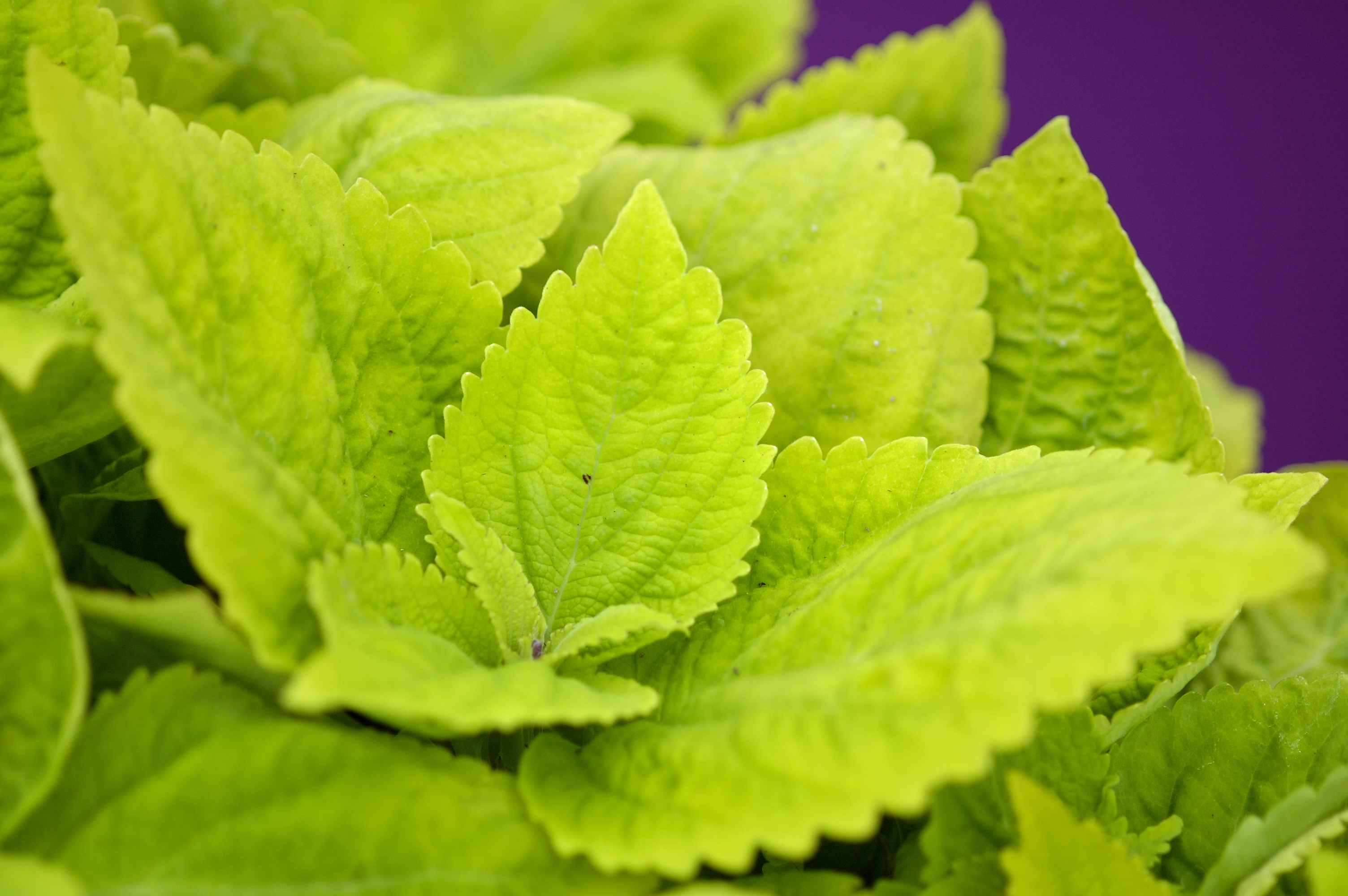 Coleus blumei (plectranthus scutellarioides) Giant Lime delight