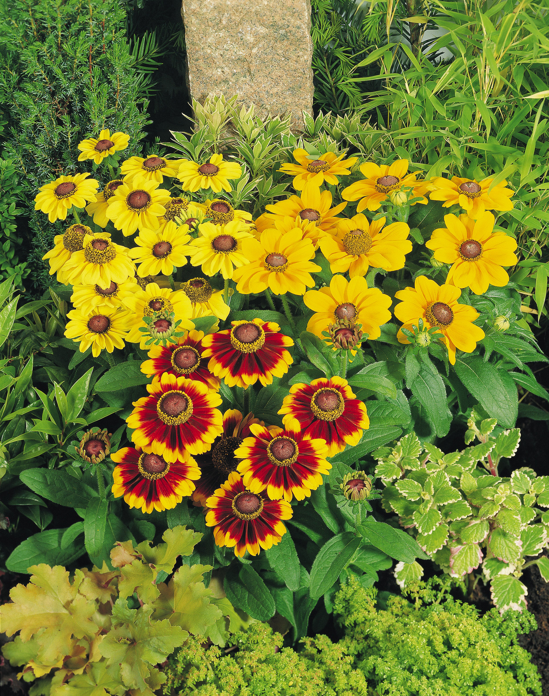 Rudbeckia hirta Toto Mix