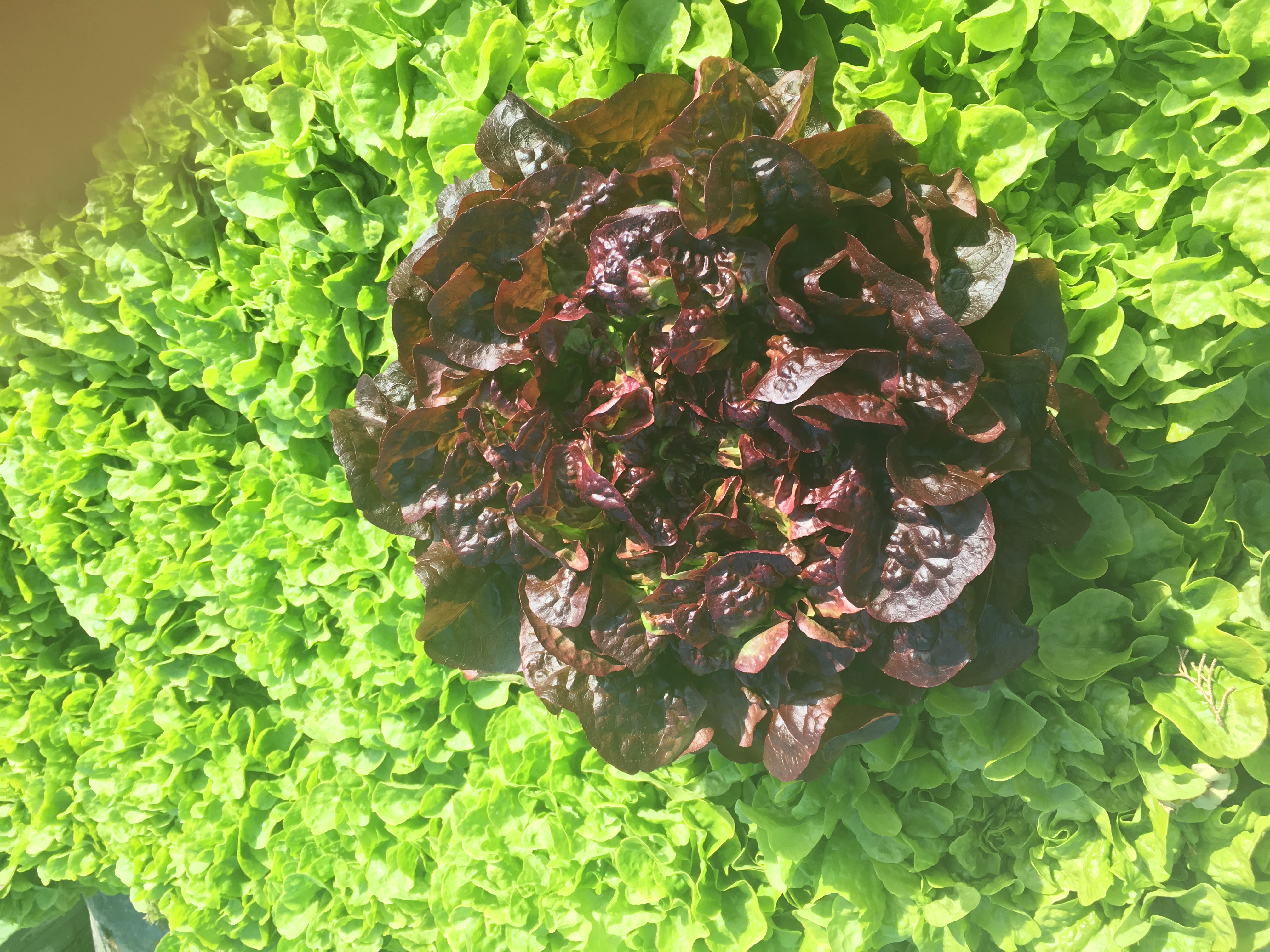 Pflücksalat Veladero (Eichblatt rot), Erdtopfpillen