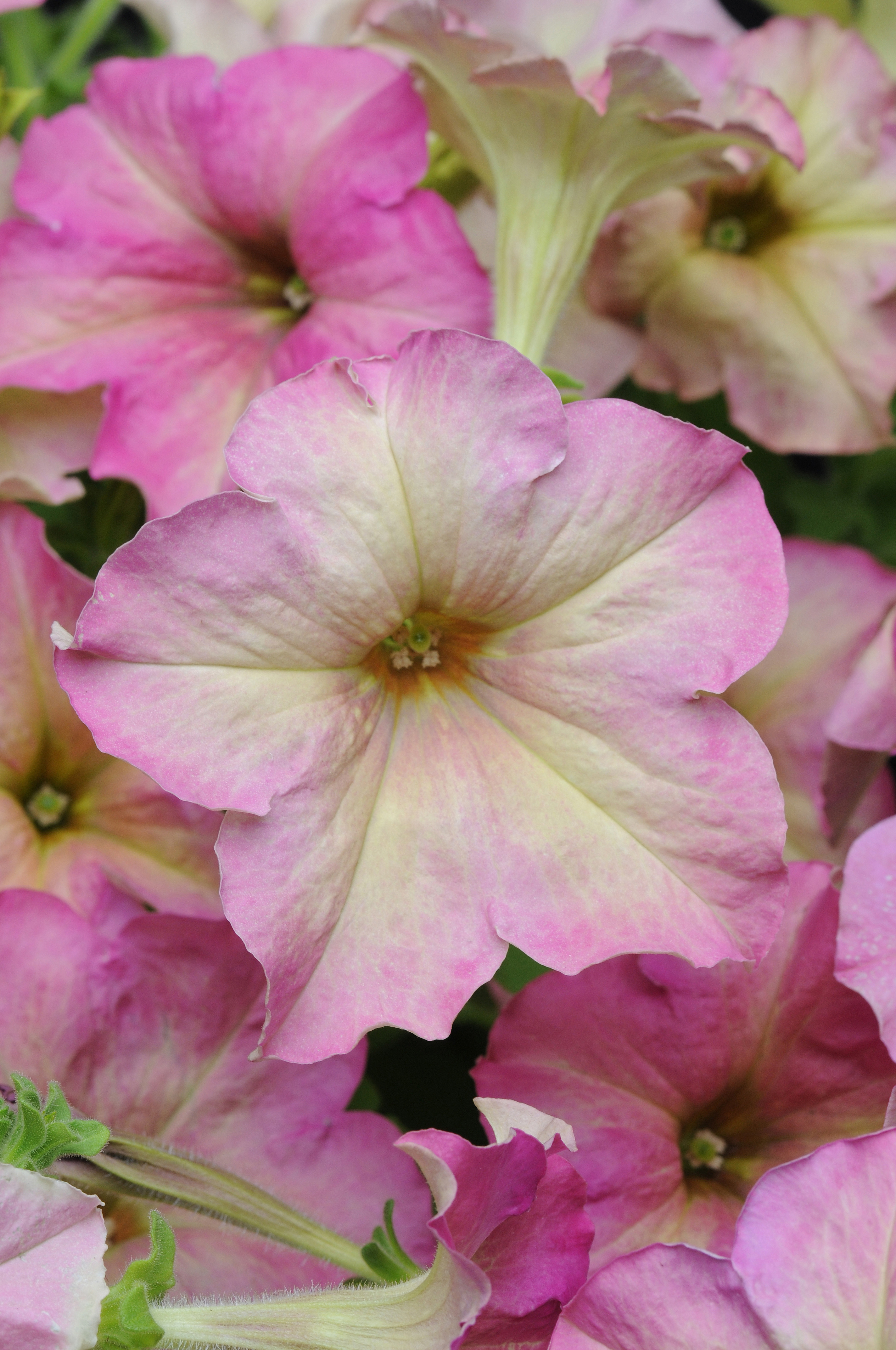 Petunia x hybrida Sophistica Antique Shades