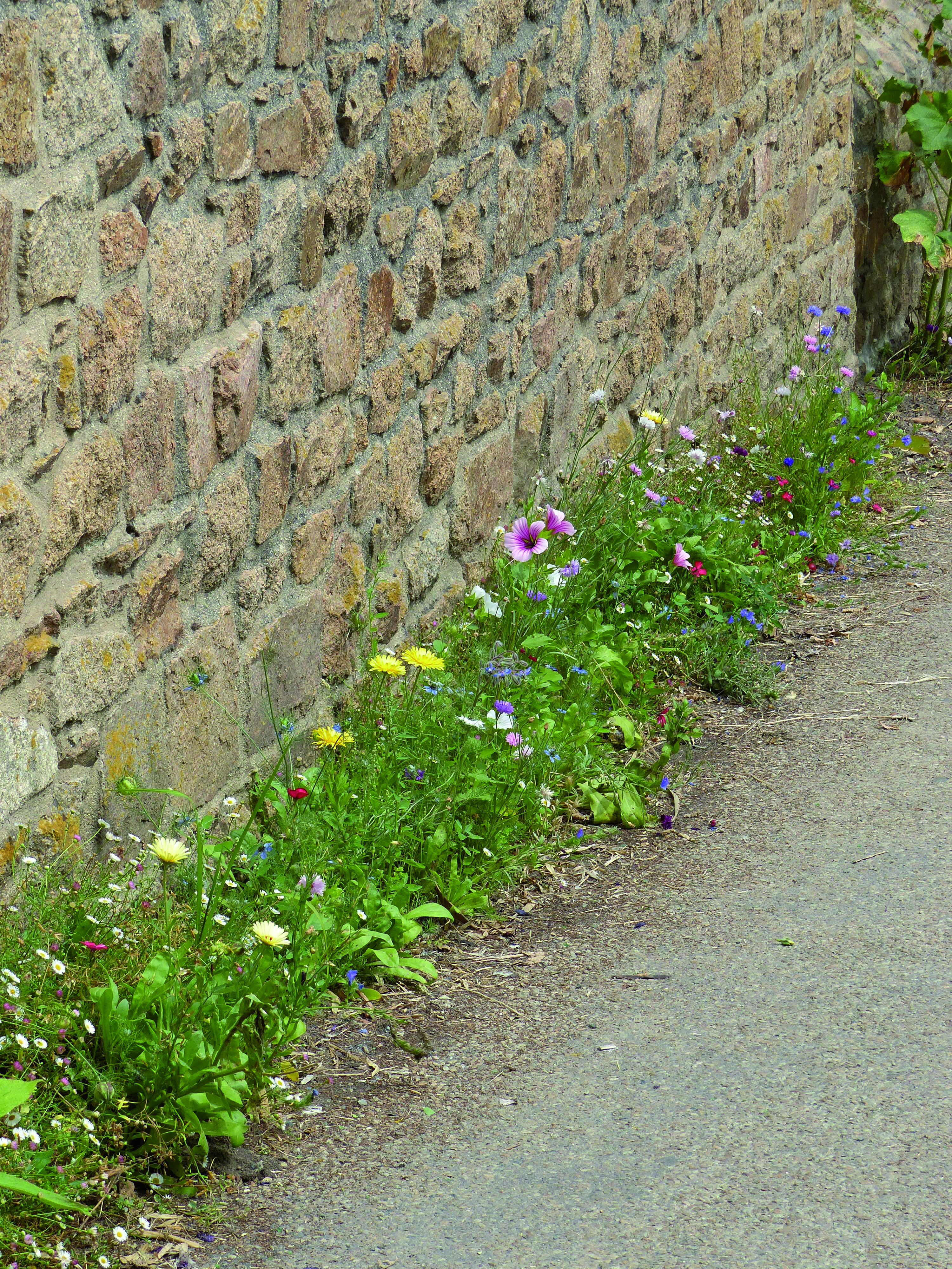 Blumenmischungen Blumen für Mauerfüsse