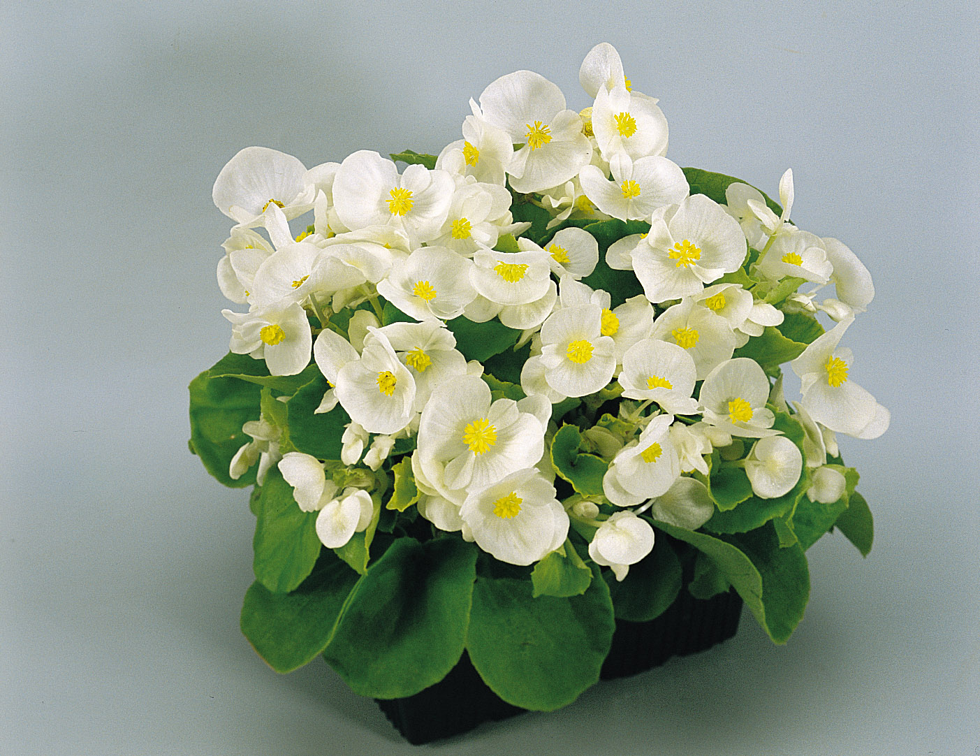 Begonia semperflorens F1 Super Olympia Weiß, pilliert