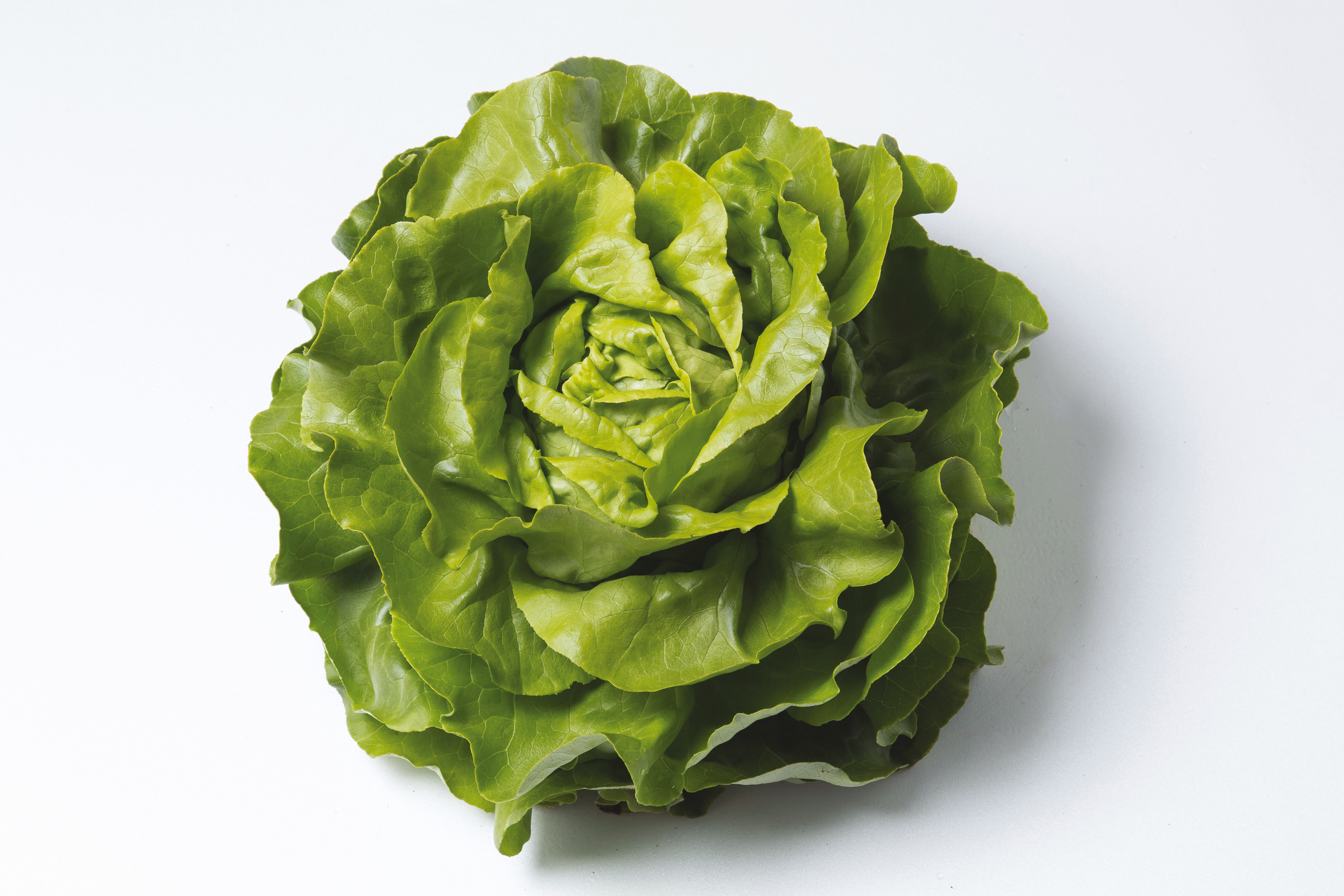 Kopfsalat grün Radian, Erdtopfpillen