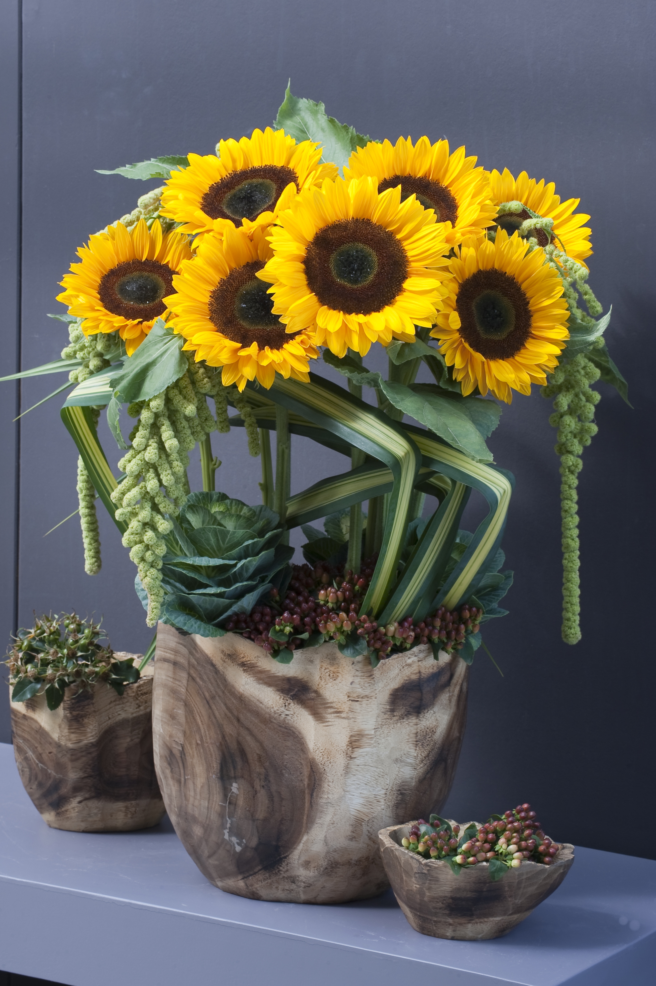 Helianthus annuus F1 Sunrich Orange, gebeizt