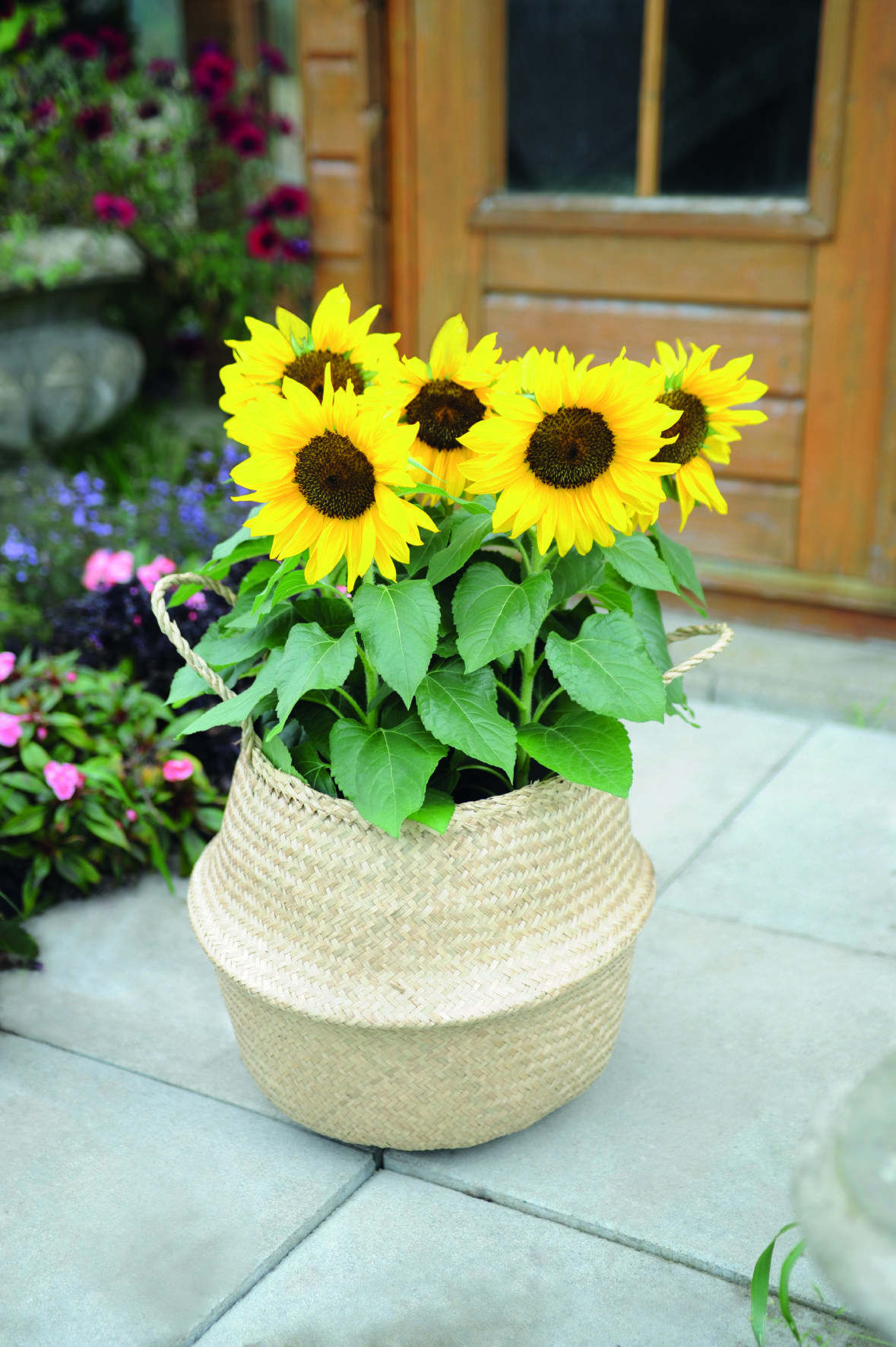 Helianthus annuus Bert