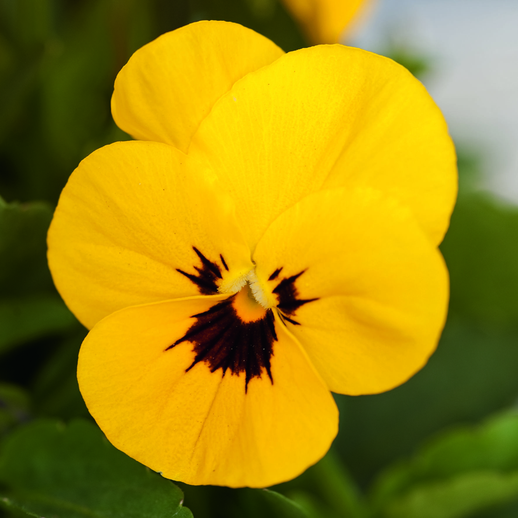 Viola cornuta F1 Admire Gelb mit Auge