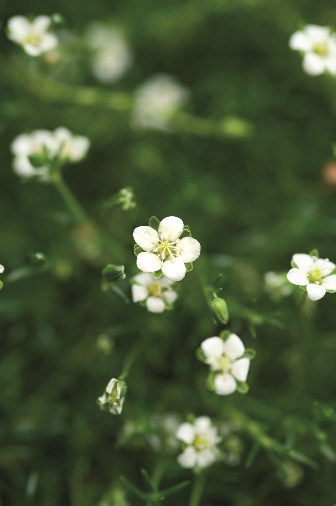 Sagina subulata Green