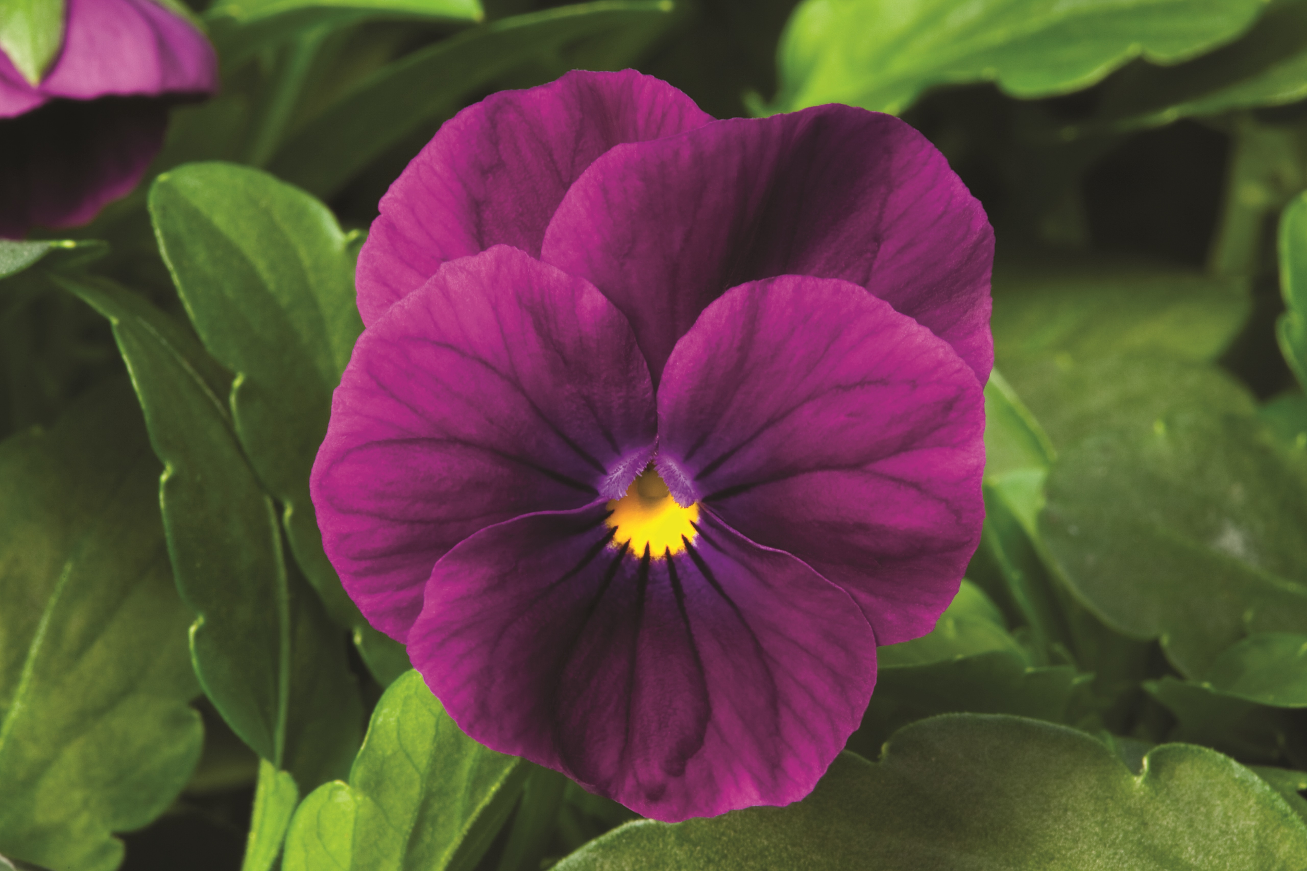 Viola cornuta F1 Penny Violett