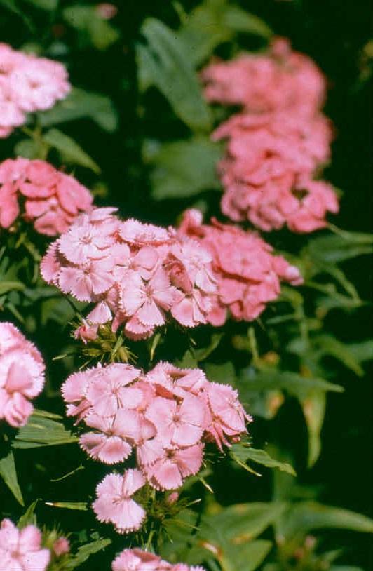 Dianthus barbatus Pink Beauty