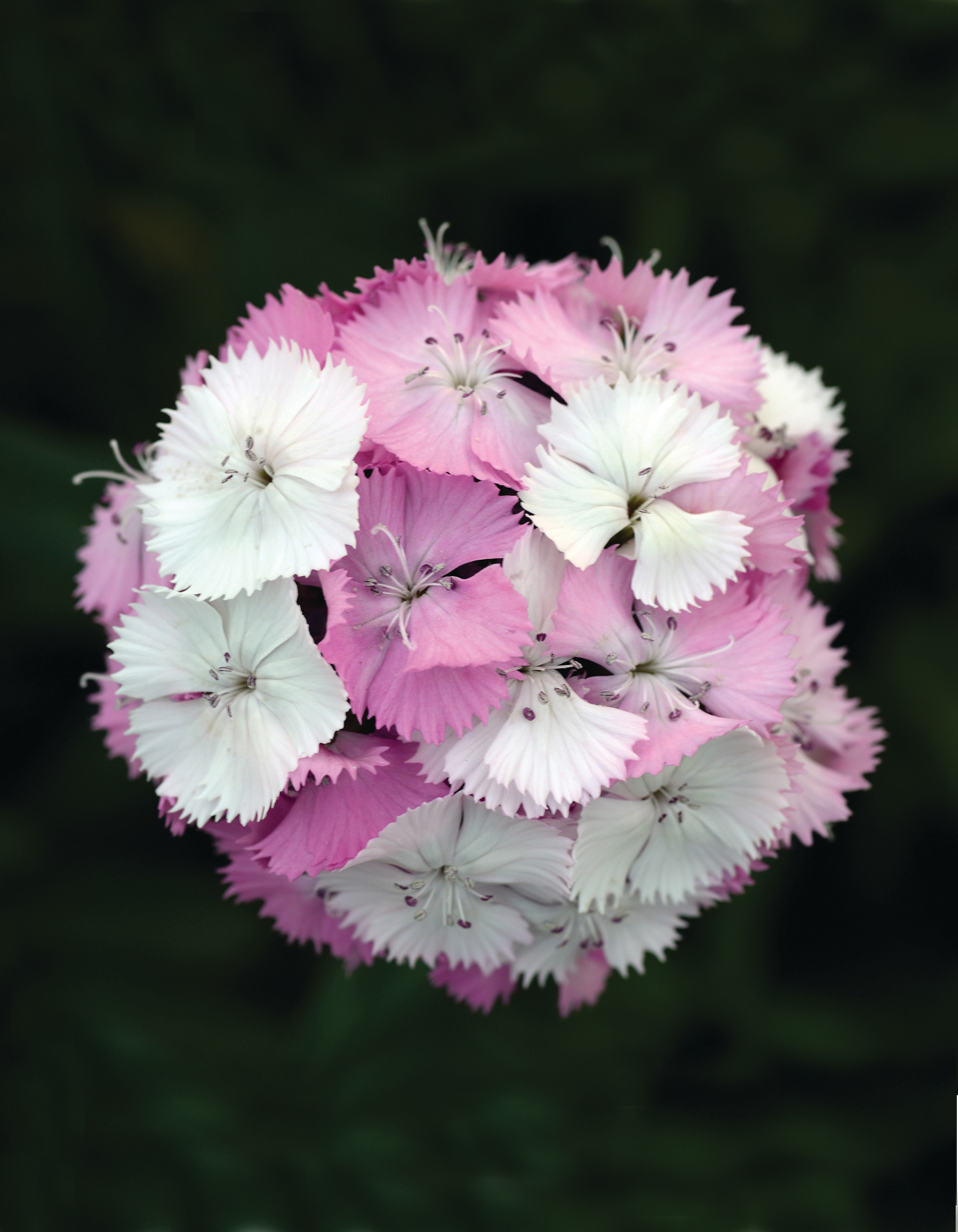 Dianthus barbatus F1 Sweet Pink Magic, pilliert