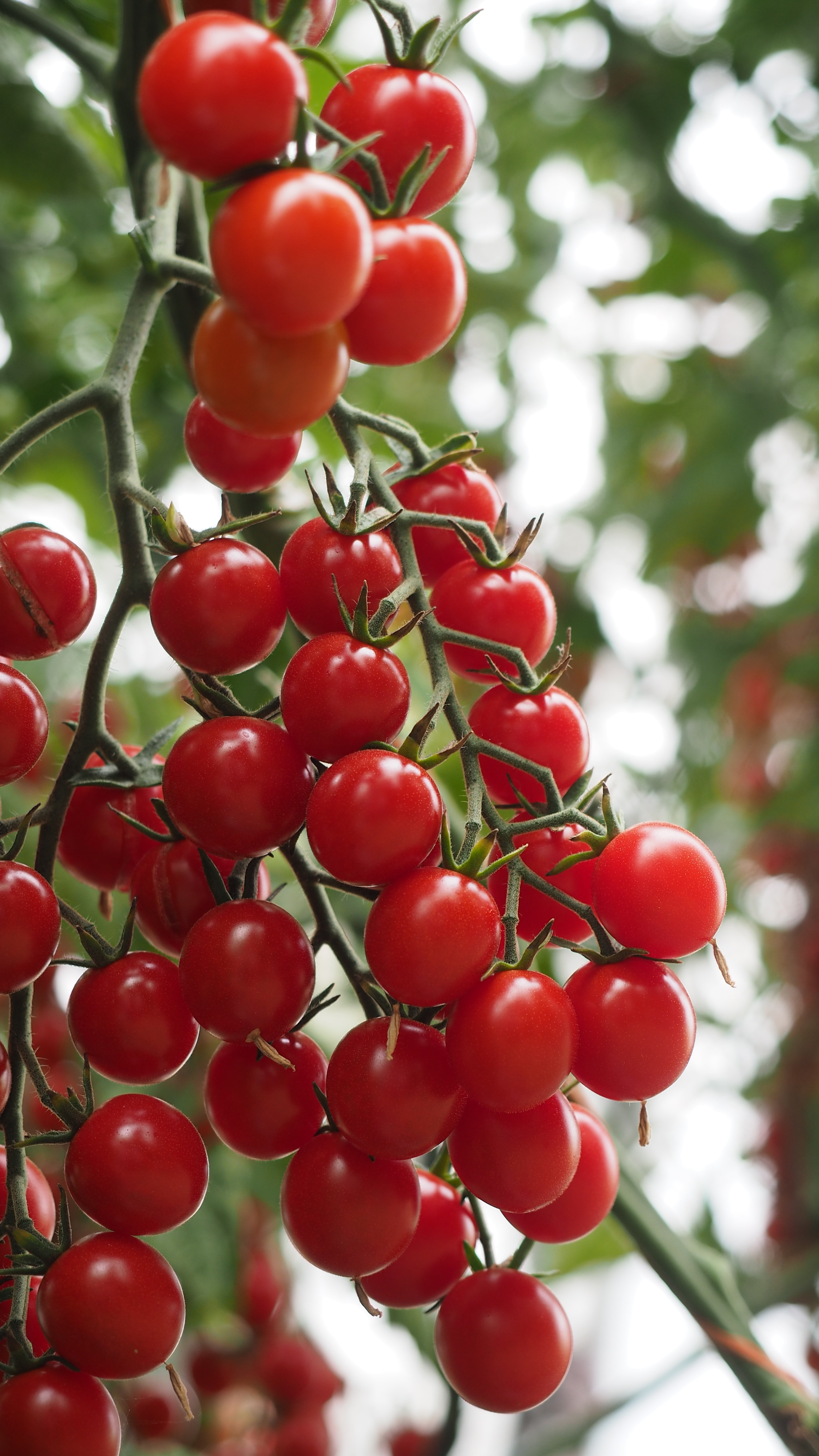 Tomate F1 Crokini