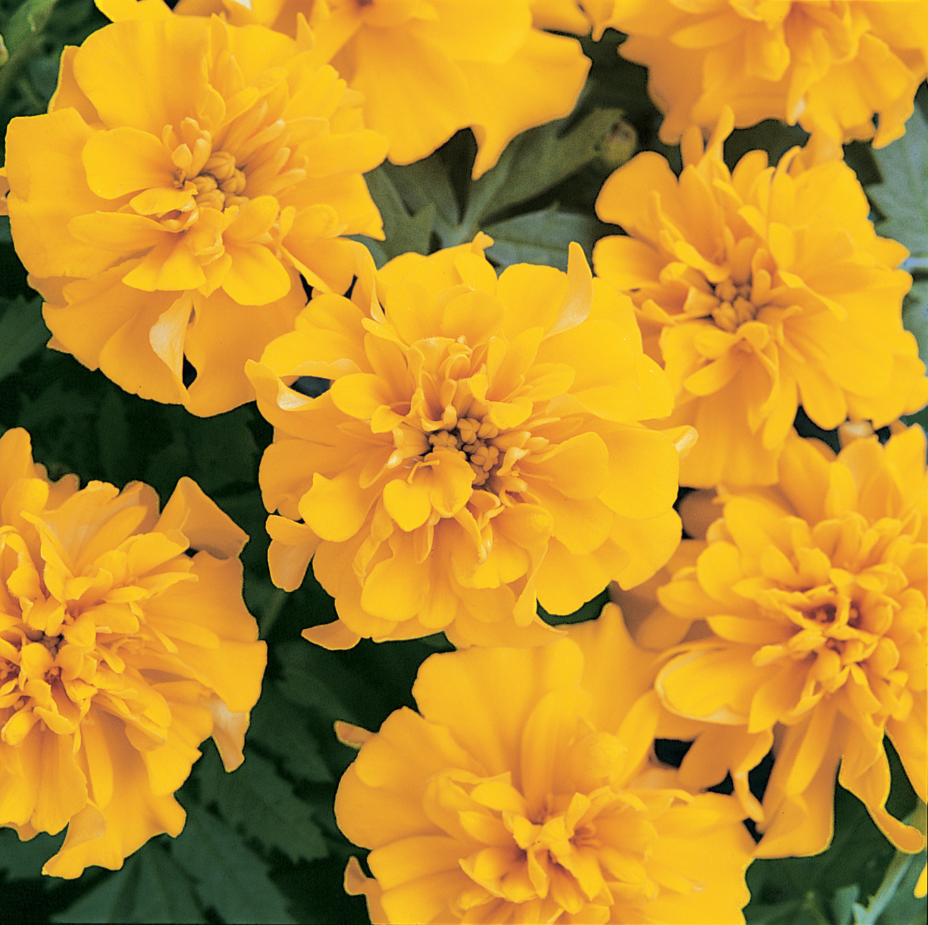 Tagetes patula Bonanza Gold