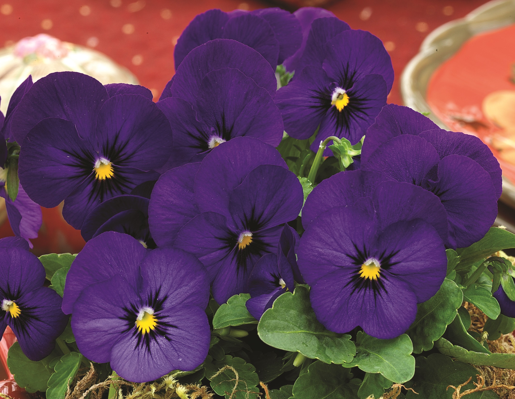 Viola cornuta F1 Penny Dunkelblau