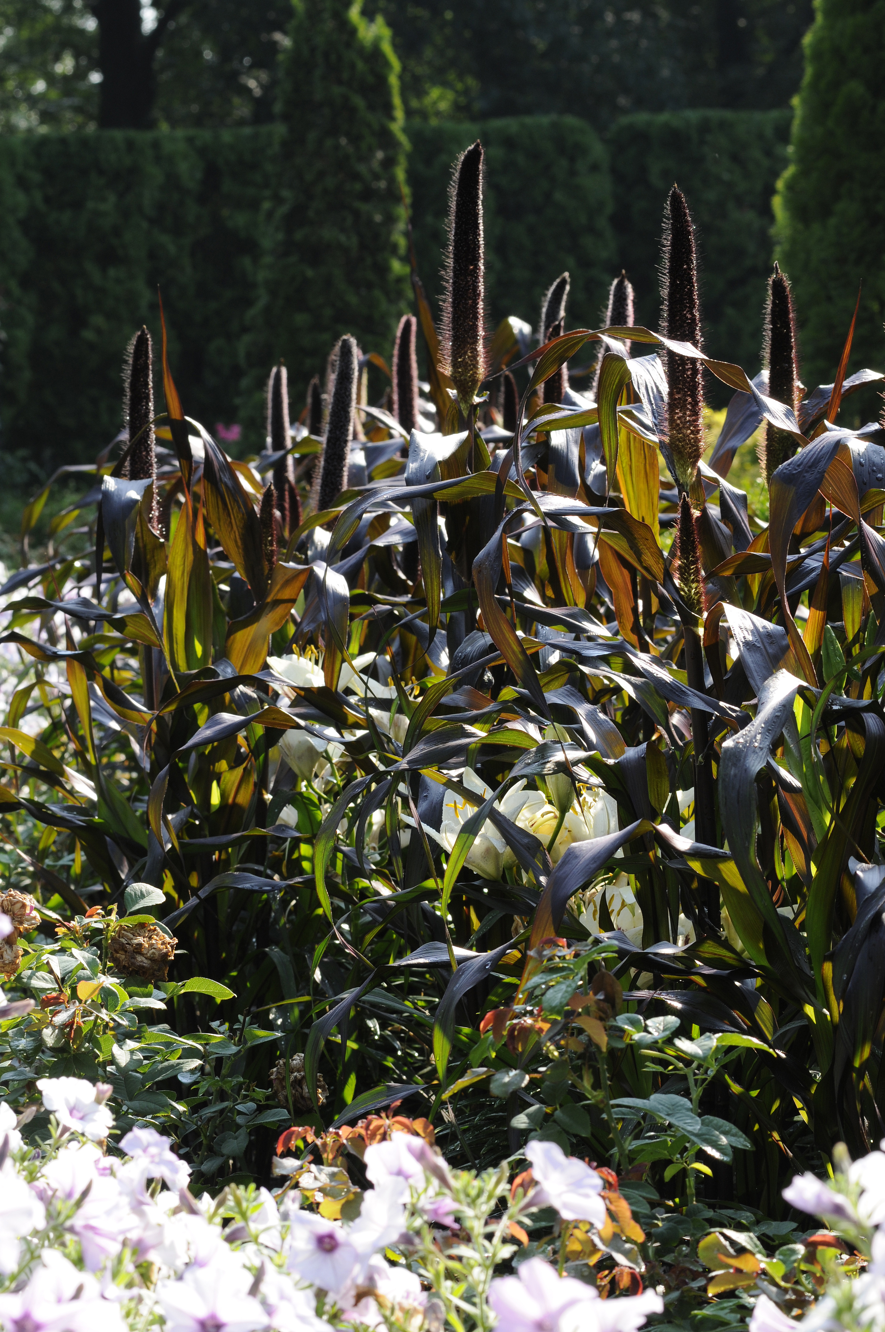 Pennisetum glaucum F1 Jester