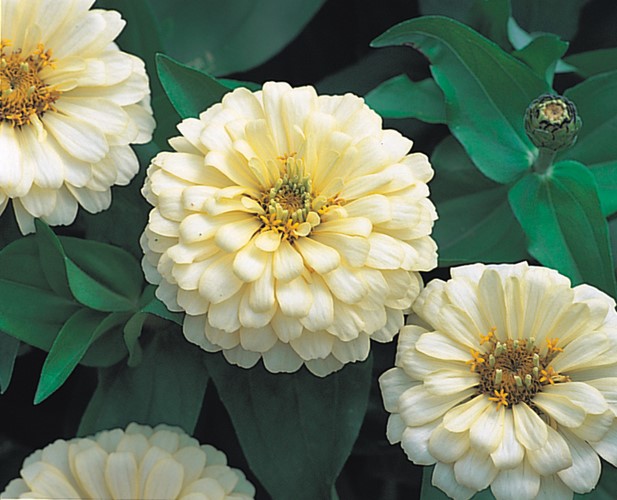 Zinnia elegans F1 Dreamland Ivory