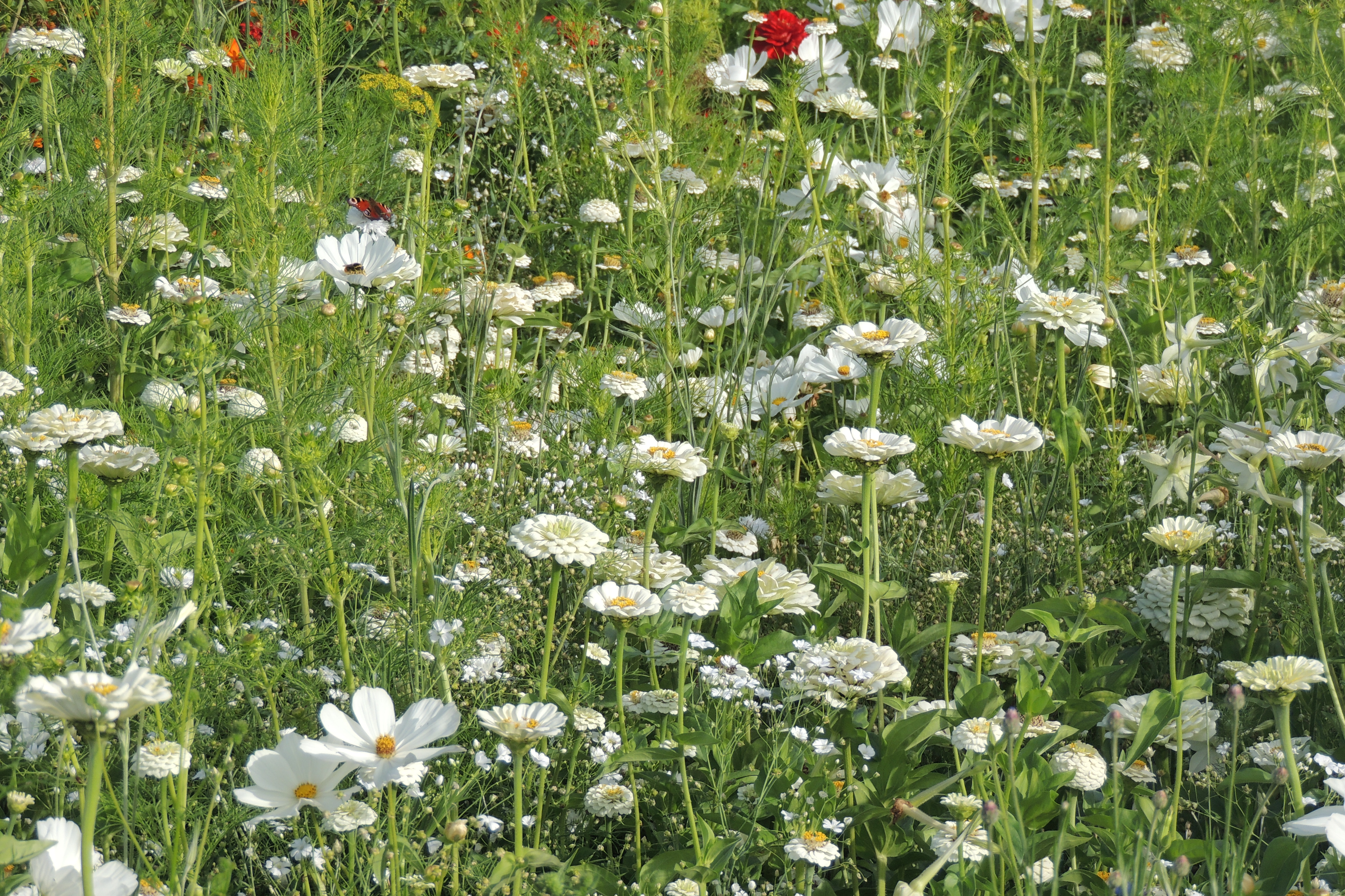 Blumenmischungen Farbton Weiß