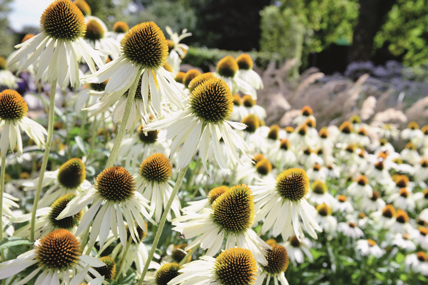 Echinacea purpurea Primadonna Weiß