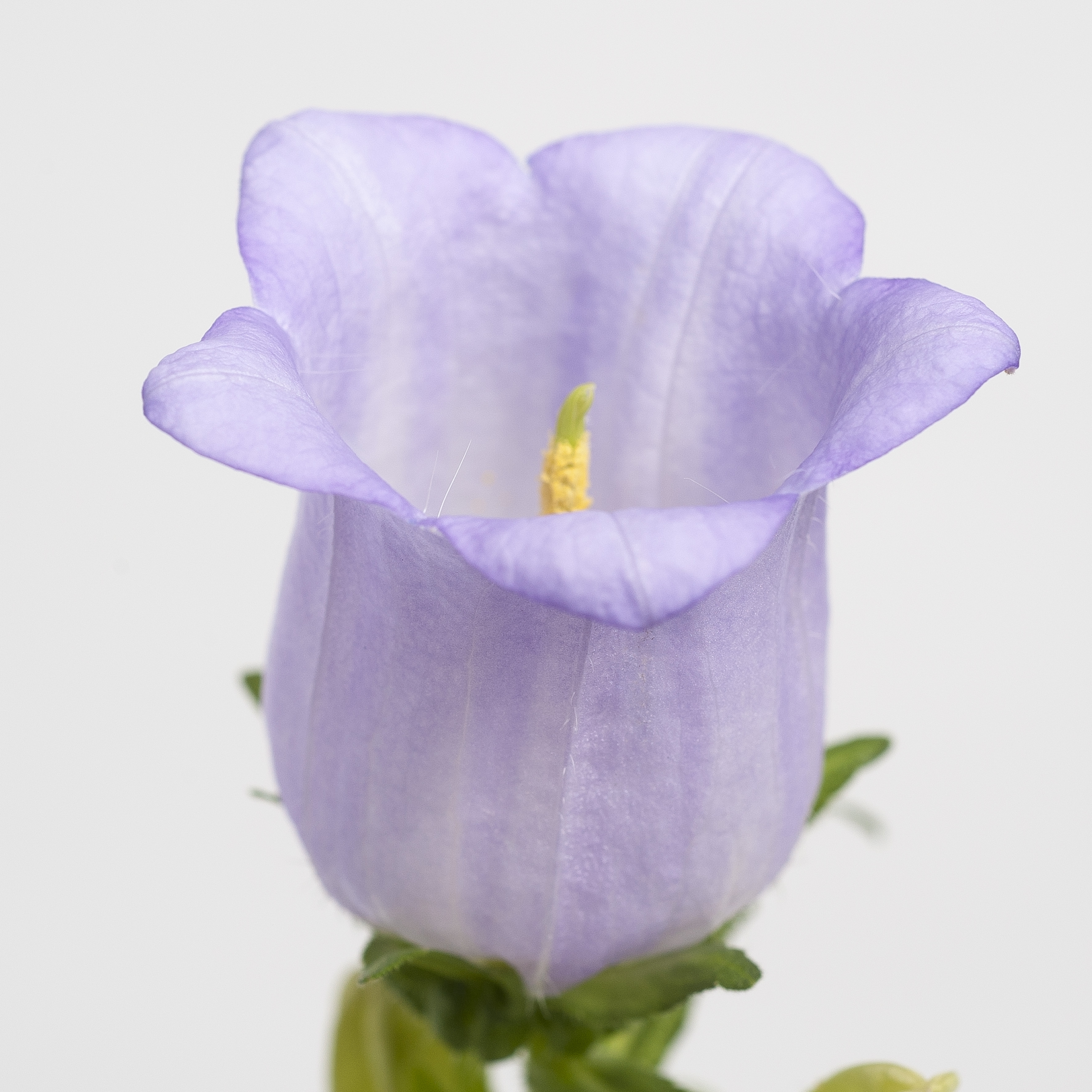 Campanula medium F1 Champion Lavender, pilliert